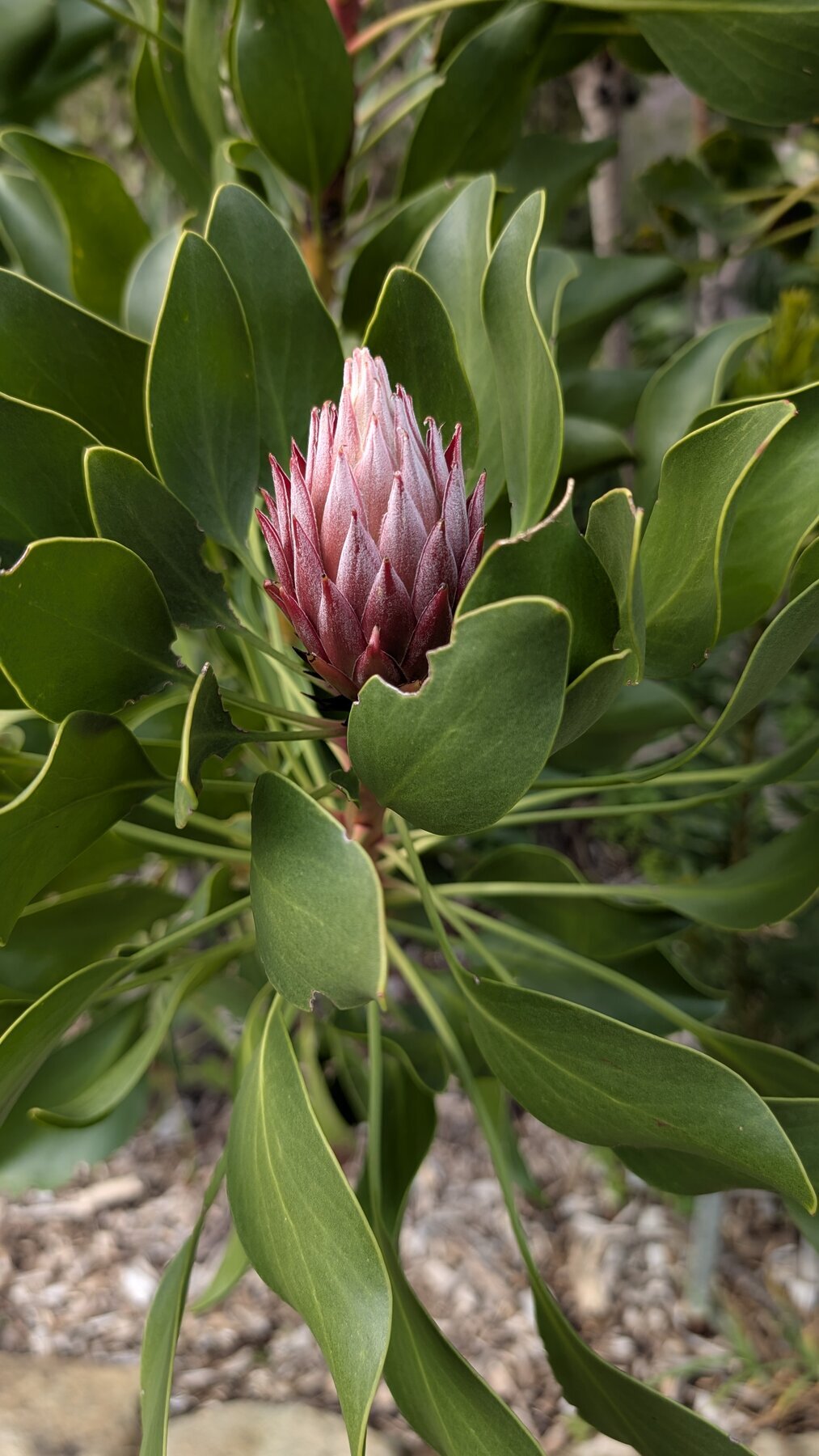 The protea is the national flower of South Africa, and common at Kirstenbosch