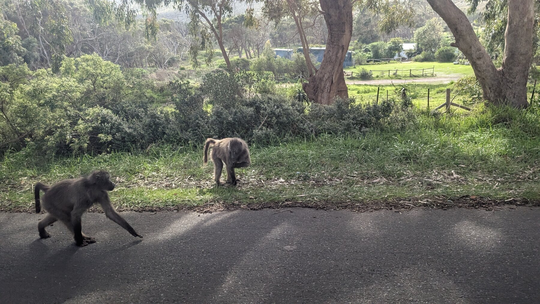 Baboons in Table Mountain National Park.  They crossed right in front of our vehicle, with one male taking the time (not pictured) to copulate in mid-street-crossing.