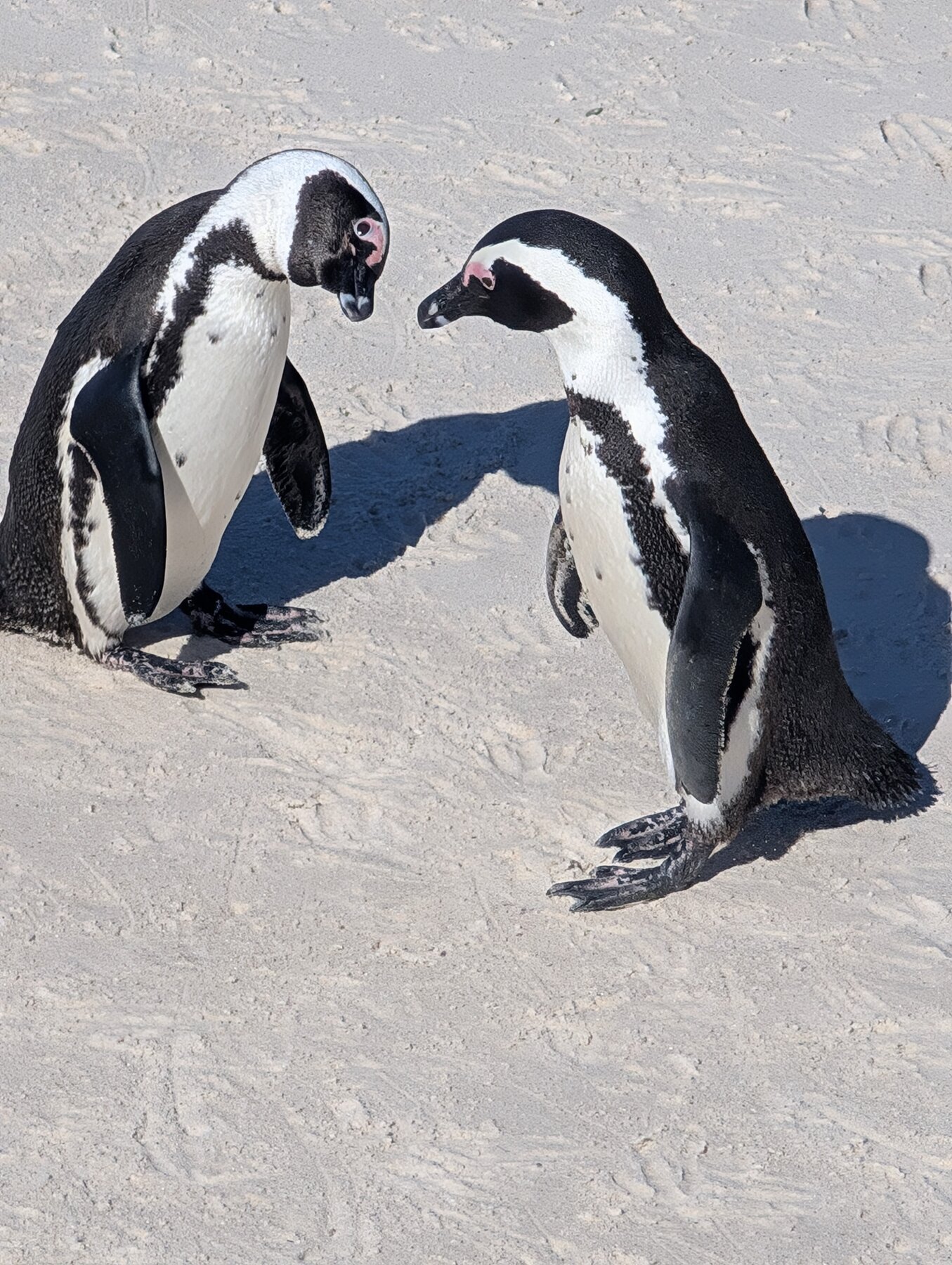 African penguins at Boulders Beach, about an hour from Cape Town.  They are sadly highly endangered.