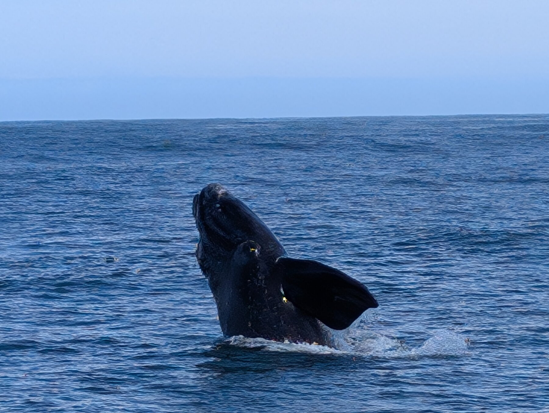 Right whale breaching