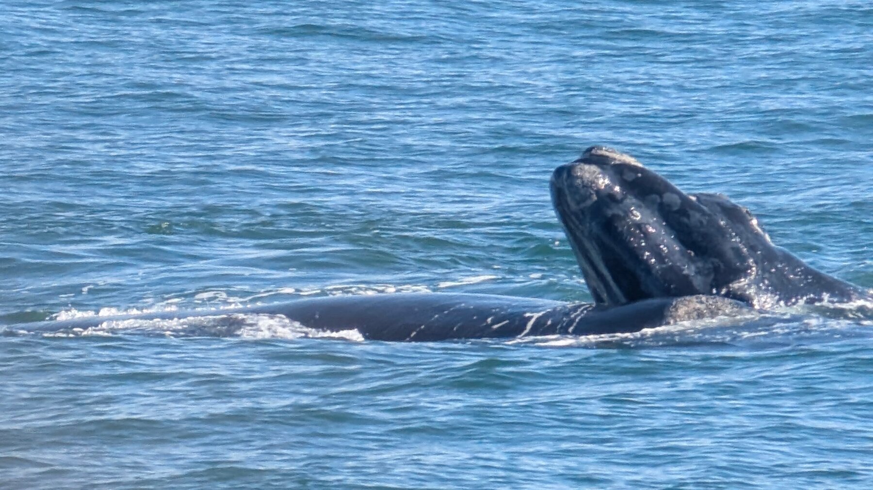 Southern Right Whale and calf (near Hermanus, about an hour east of Cape Town)