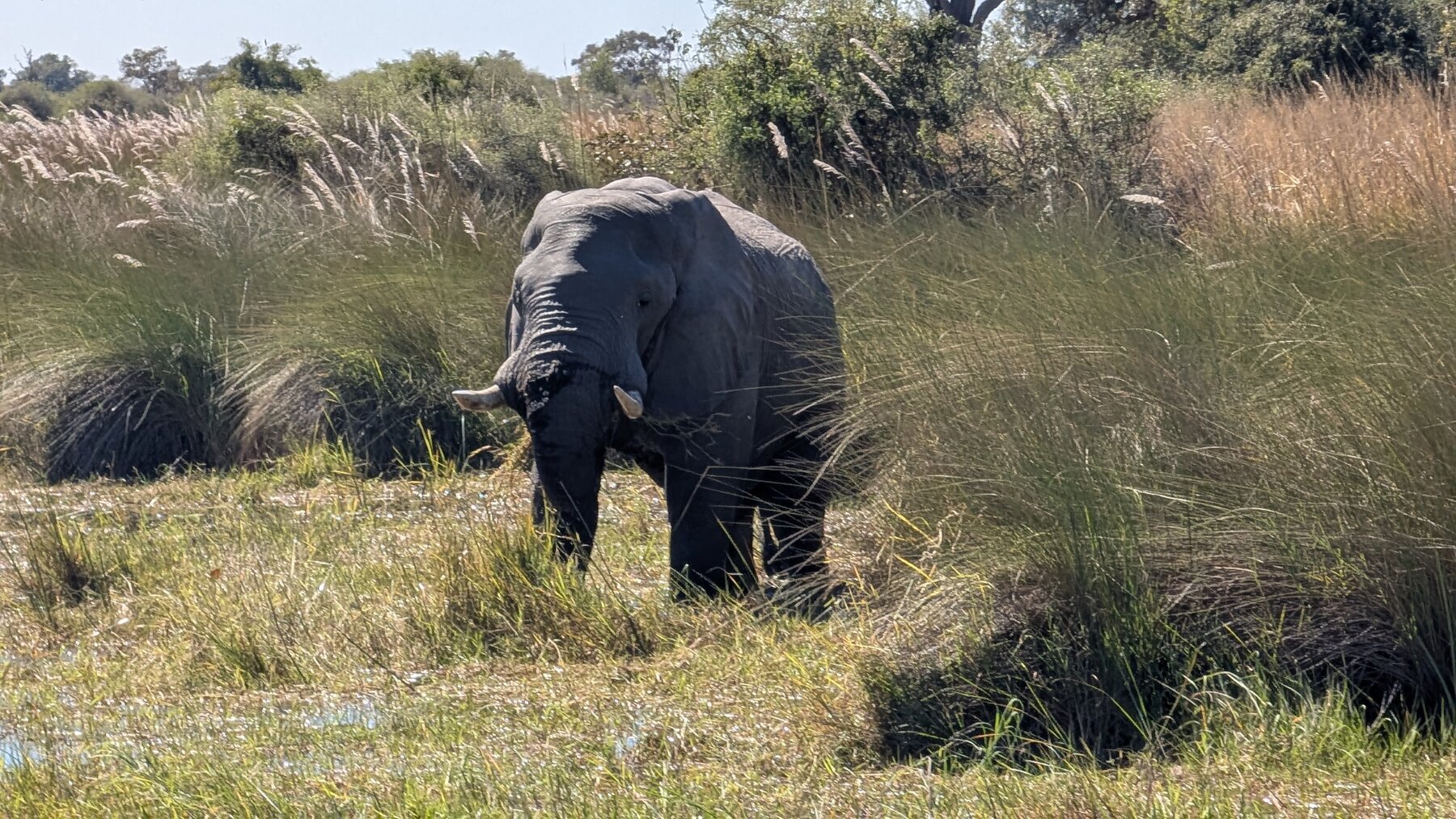 This elephant greeted us on our first transfer from the airstrip to North Island.