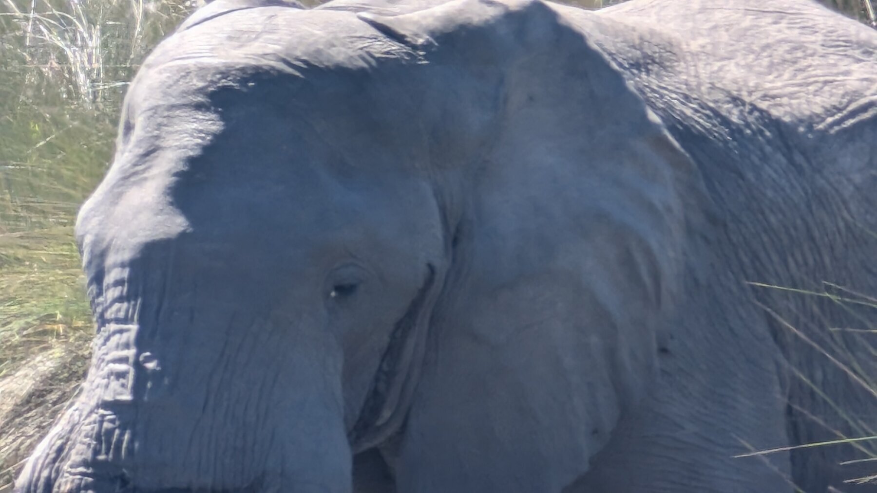 The secretions on the cheek of this male elephant indicate he's in musth. Our driver went into reverse *fast*.