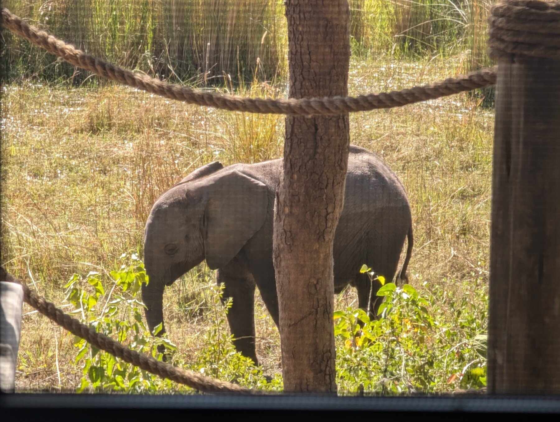 Baby elephant from our North Island living room