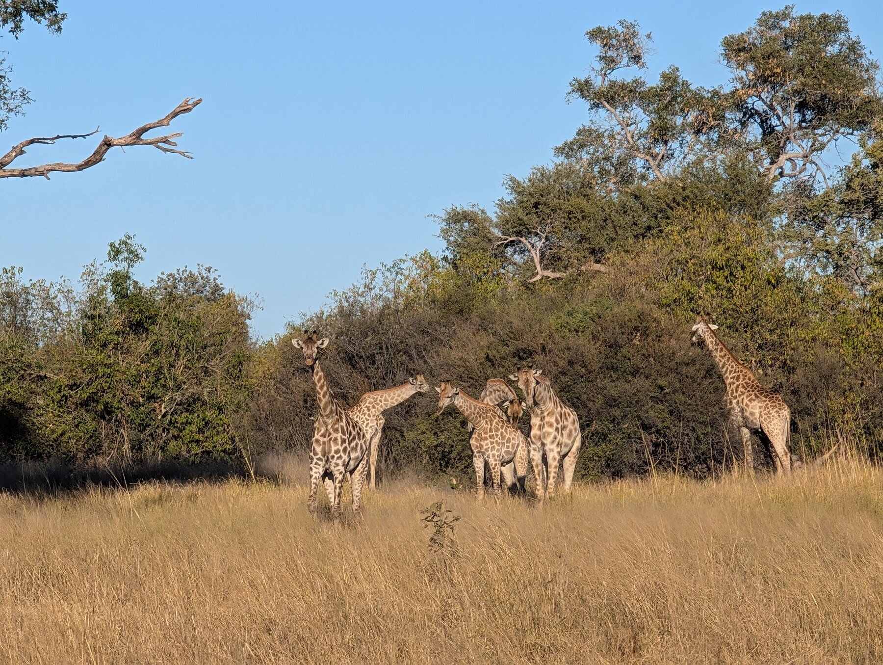 First glimpse of what turned out to be nearly an hour with the giraffes.