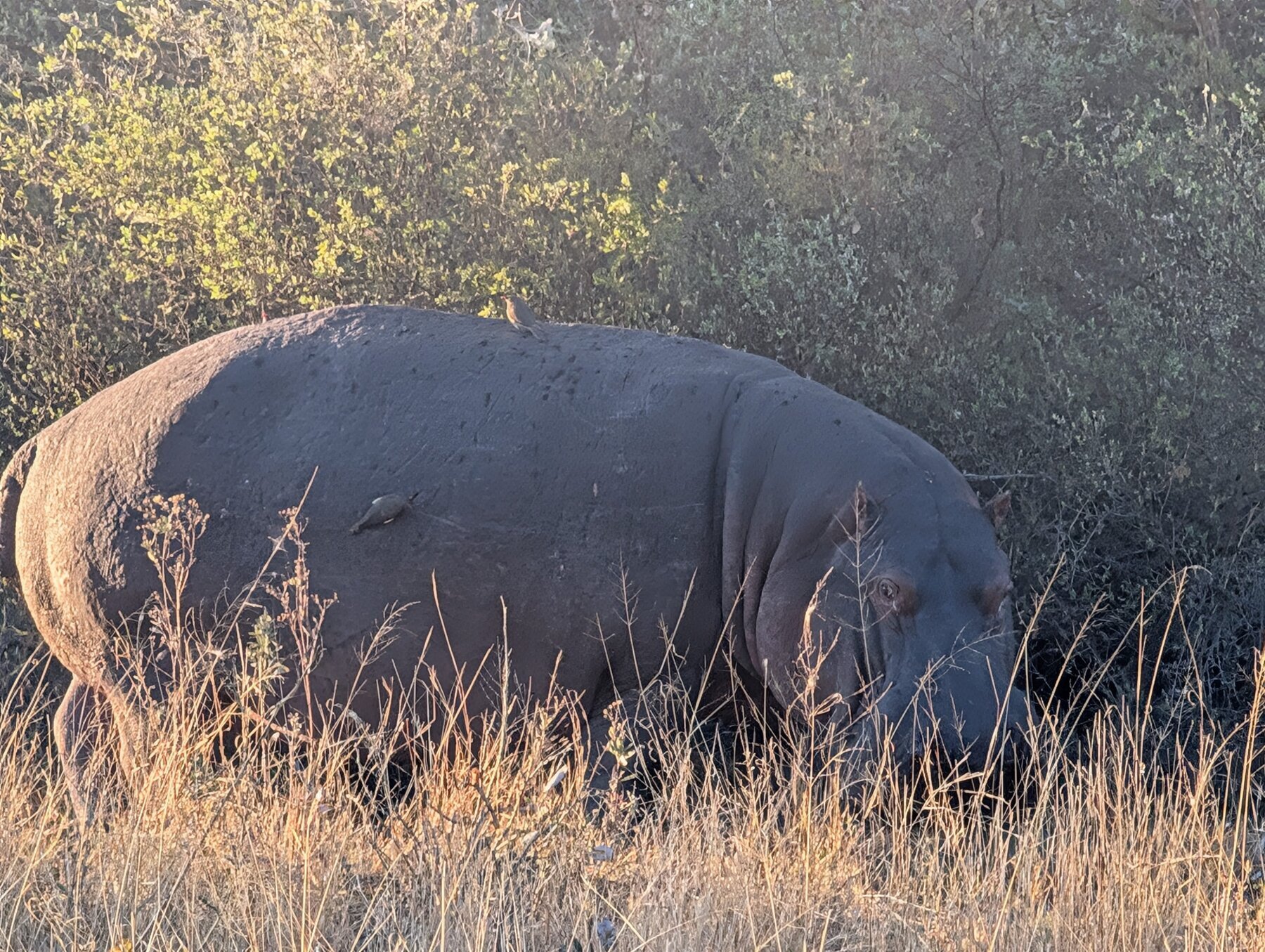 We had a cold front come through for 48 hours. Even the hippos weren't in the water at 7:20am.