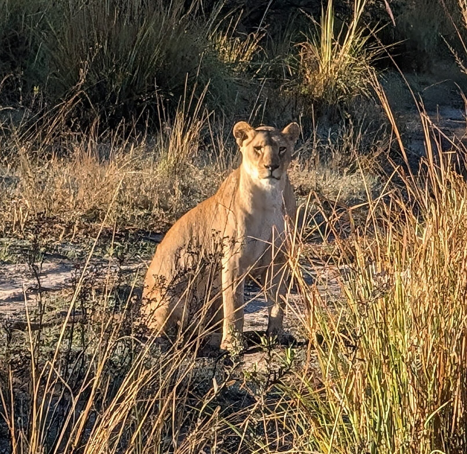 Gorgeous picture of lioness in the morning light -- this was the first sighting before we saw the cubs.