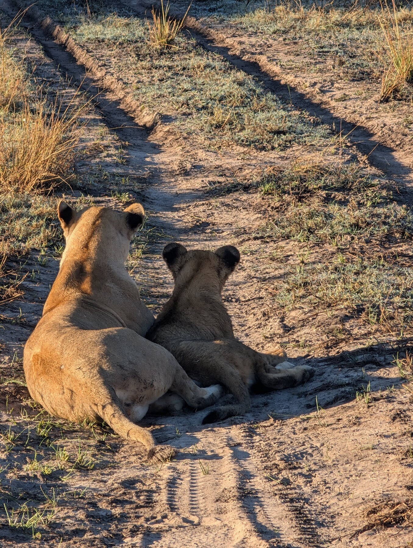 Auntie and cub waiting for mother to return.