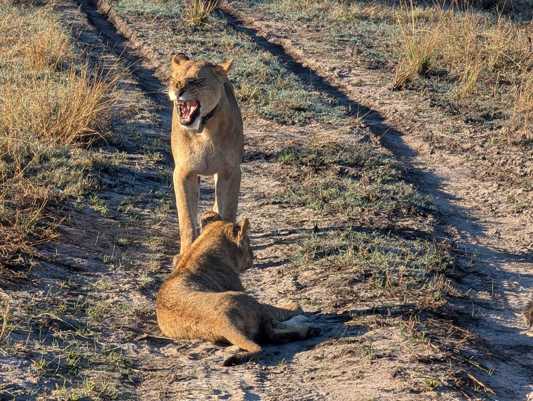 Mother (or Auntie?) returning to her cub