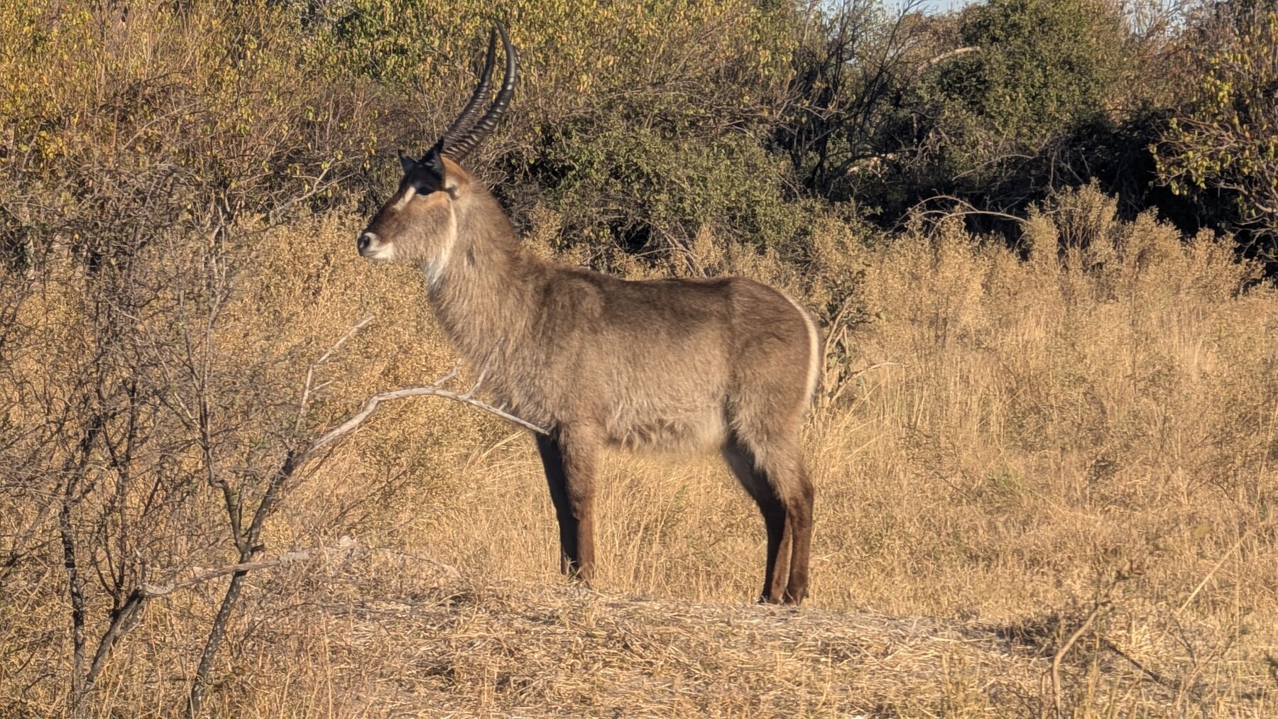 This waterbuck was 1/4 mile from the lions, and very vigilant, facing exactly in their direction for minutes.