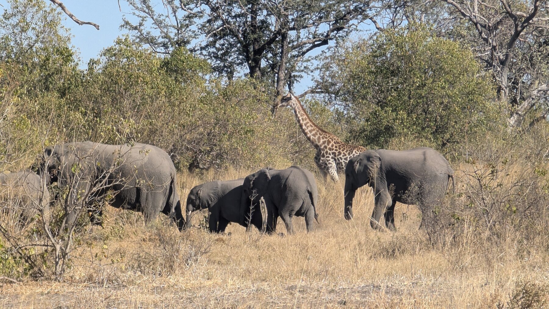 Couldn't believe we captured the giraffe walking right next to an elephant herd like this.