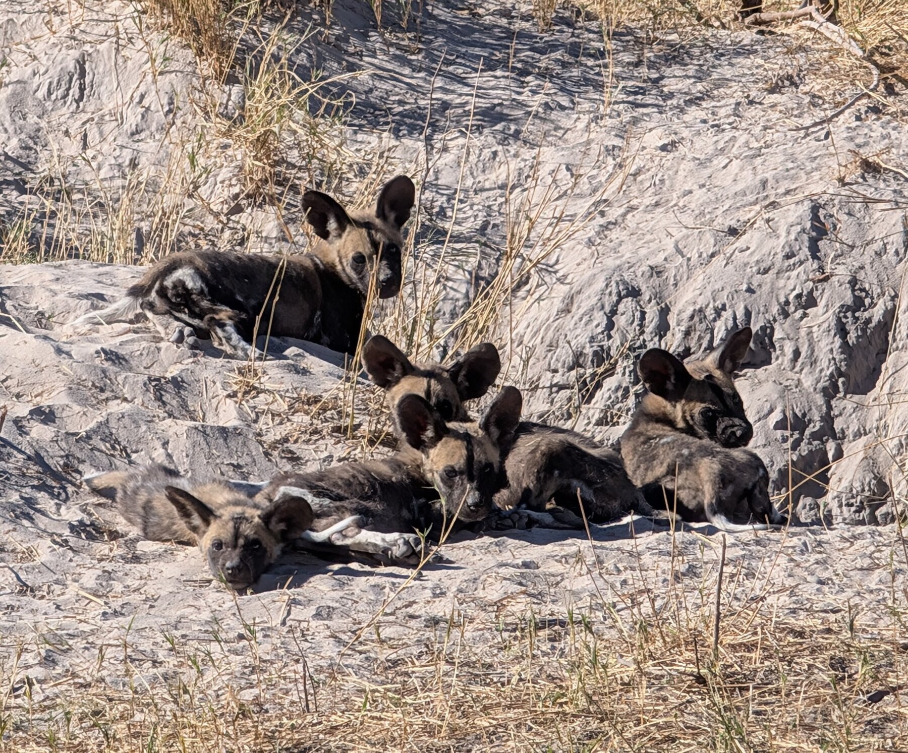 The African Wild Dog is one of the world's most endangered mammals, with estimates of only ~6,000 left in the wild. These puppies are 5 weeks old, basking in the morning sun outside their den.