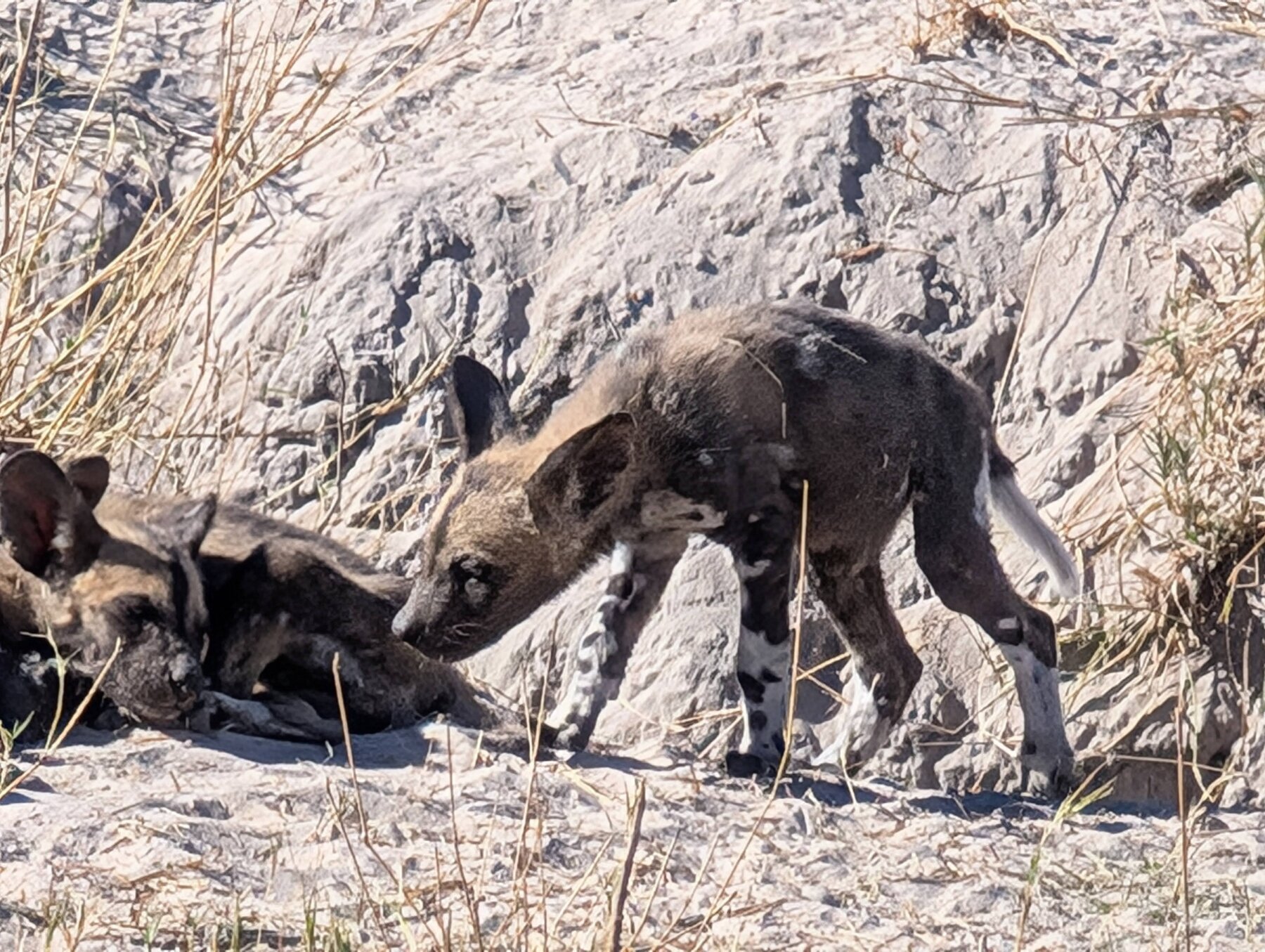 The African Wild Dog pups were mostly just hanging, but would occasionally get up to play briefly.