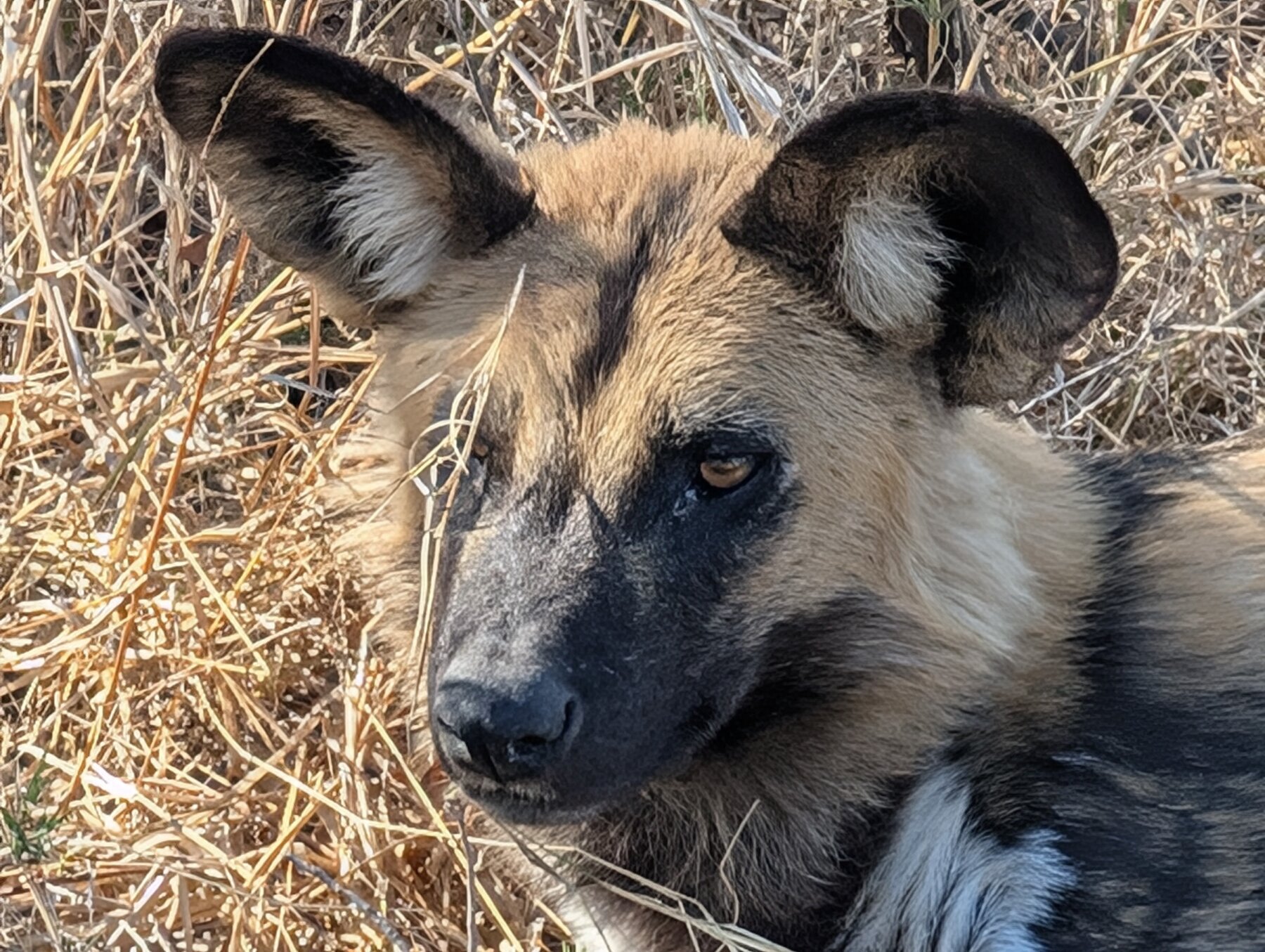 Beautiful closeup of adult wild dog.
