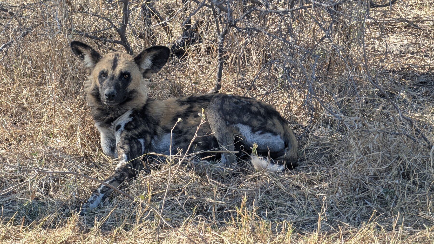 The markings of the adult Wild Dogs (also known as the Painted Wolf) are gorgeous.