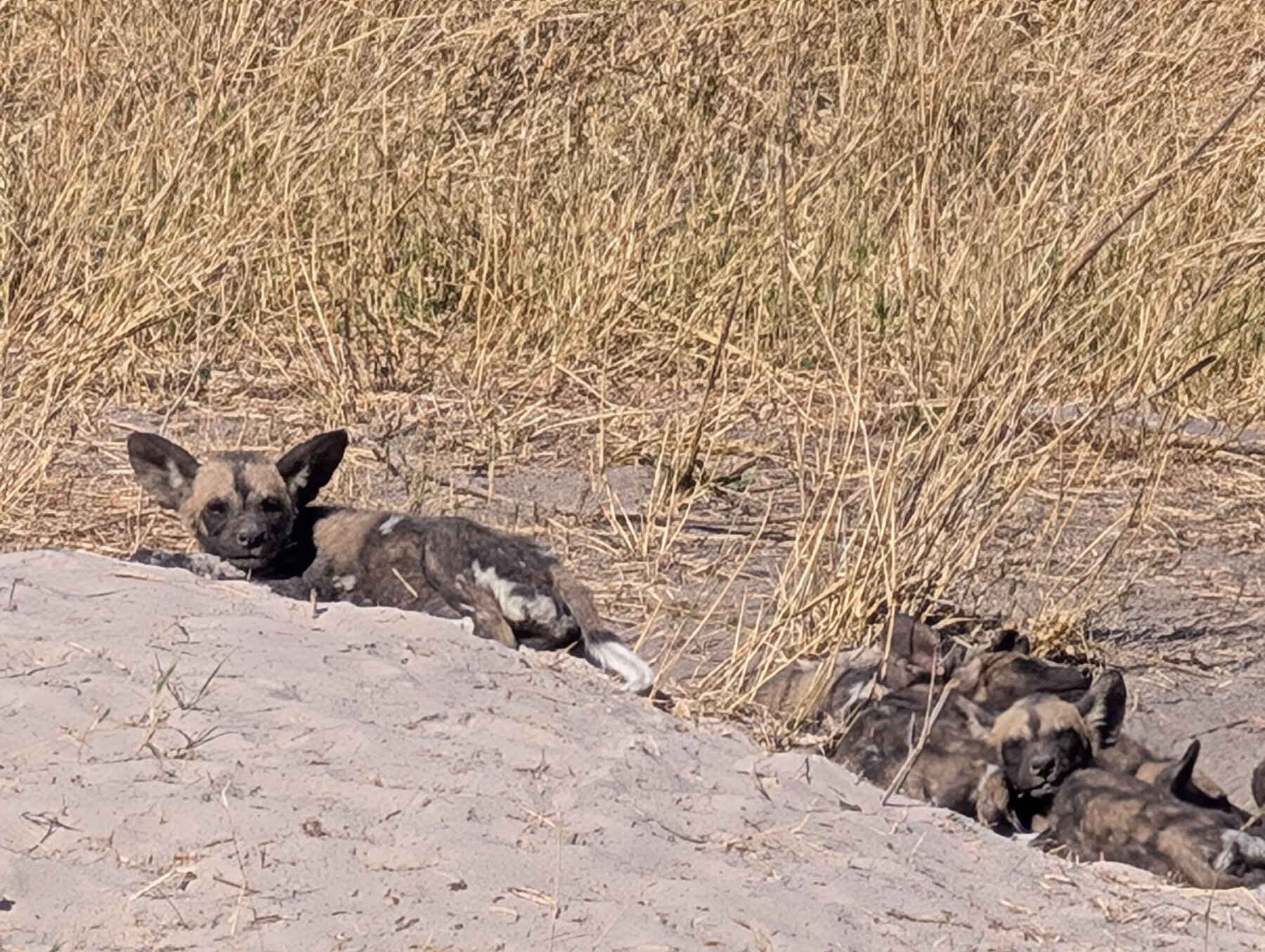 Another angle of the pup den.