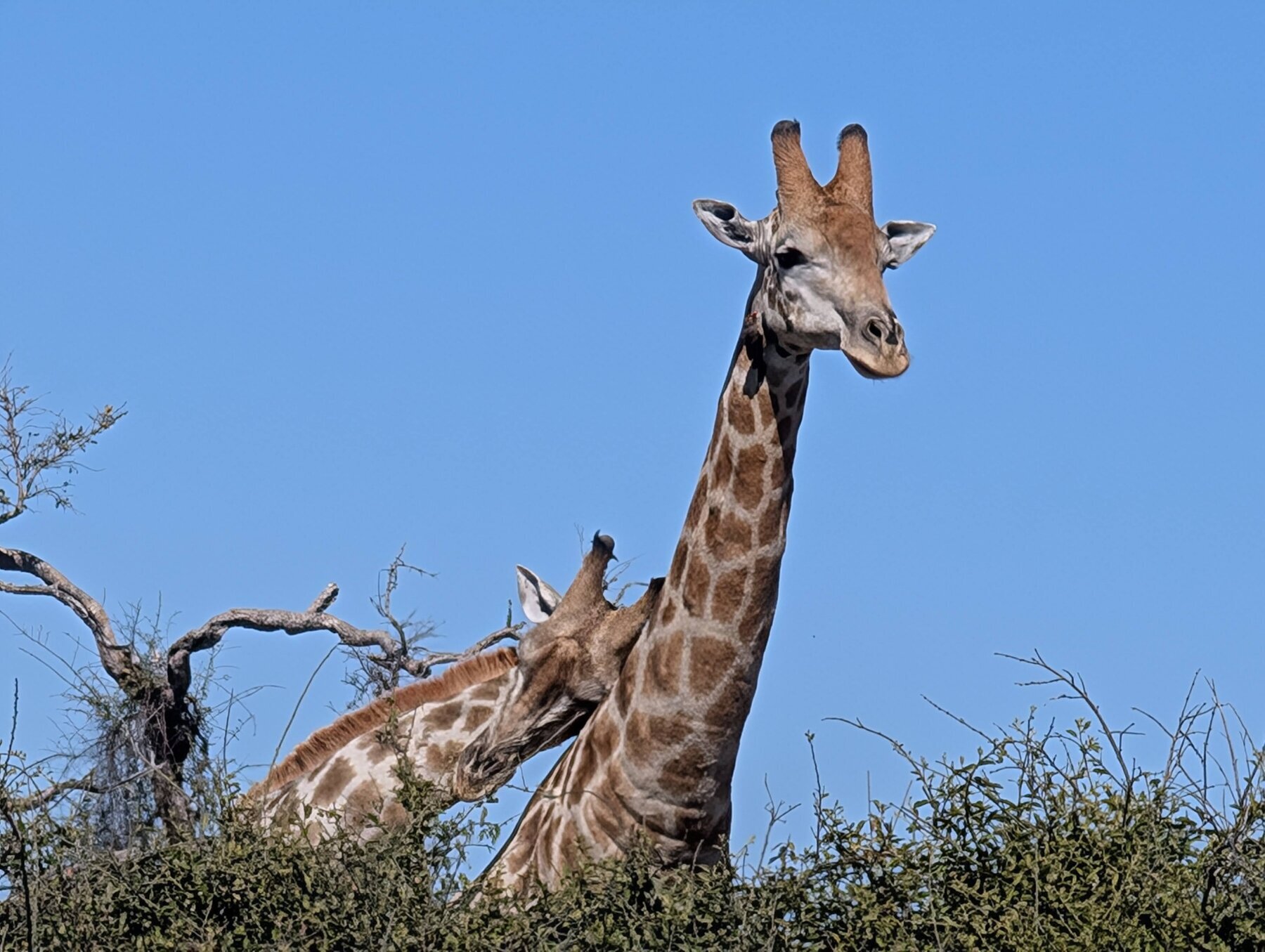Pair of snuggling giraffes.