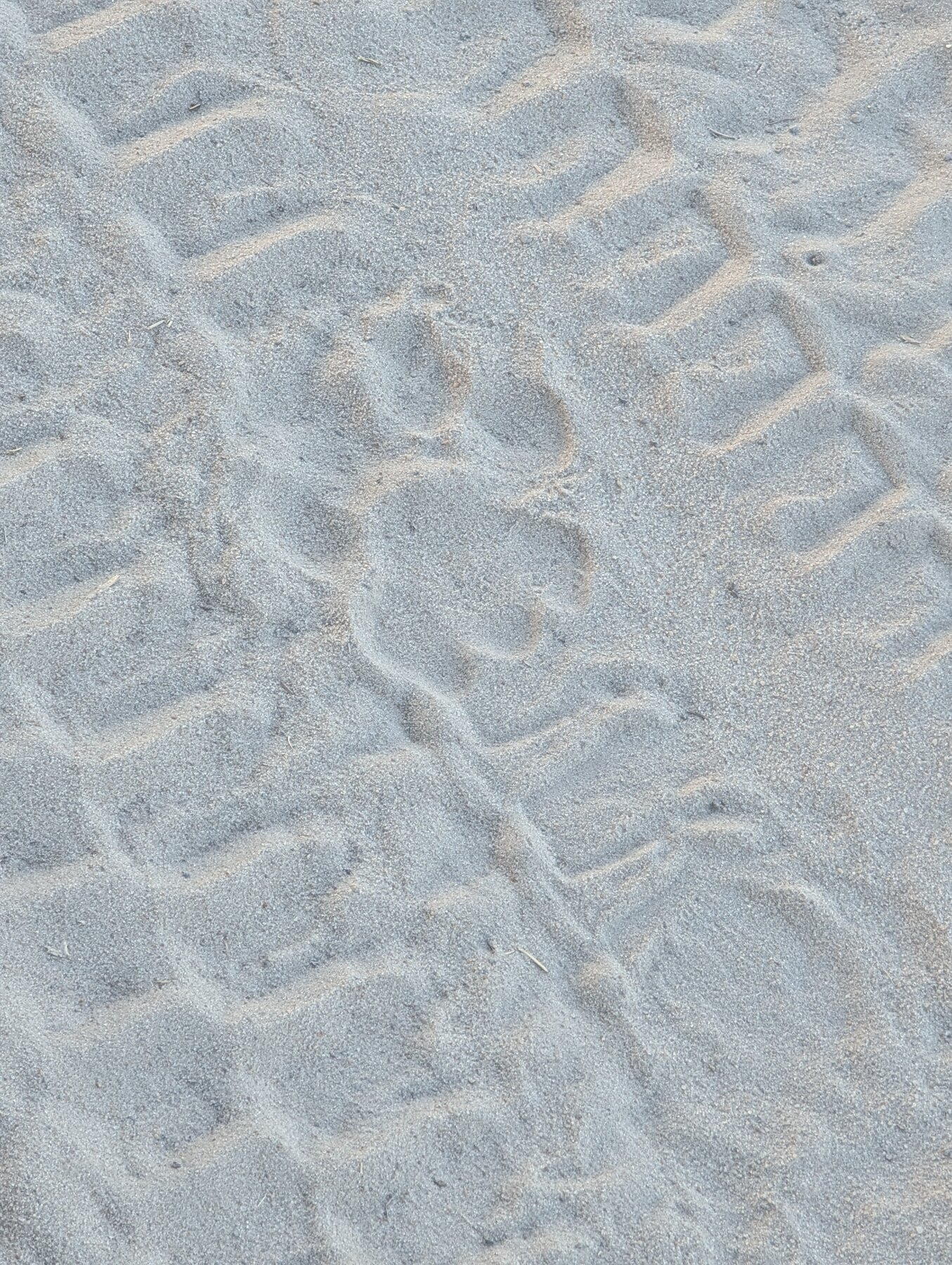Big kitty pawprint overlaying a tire track