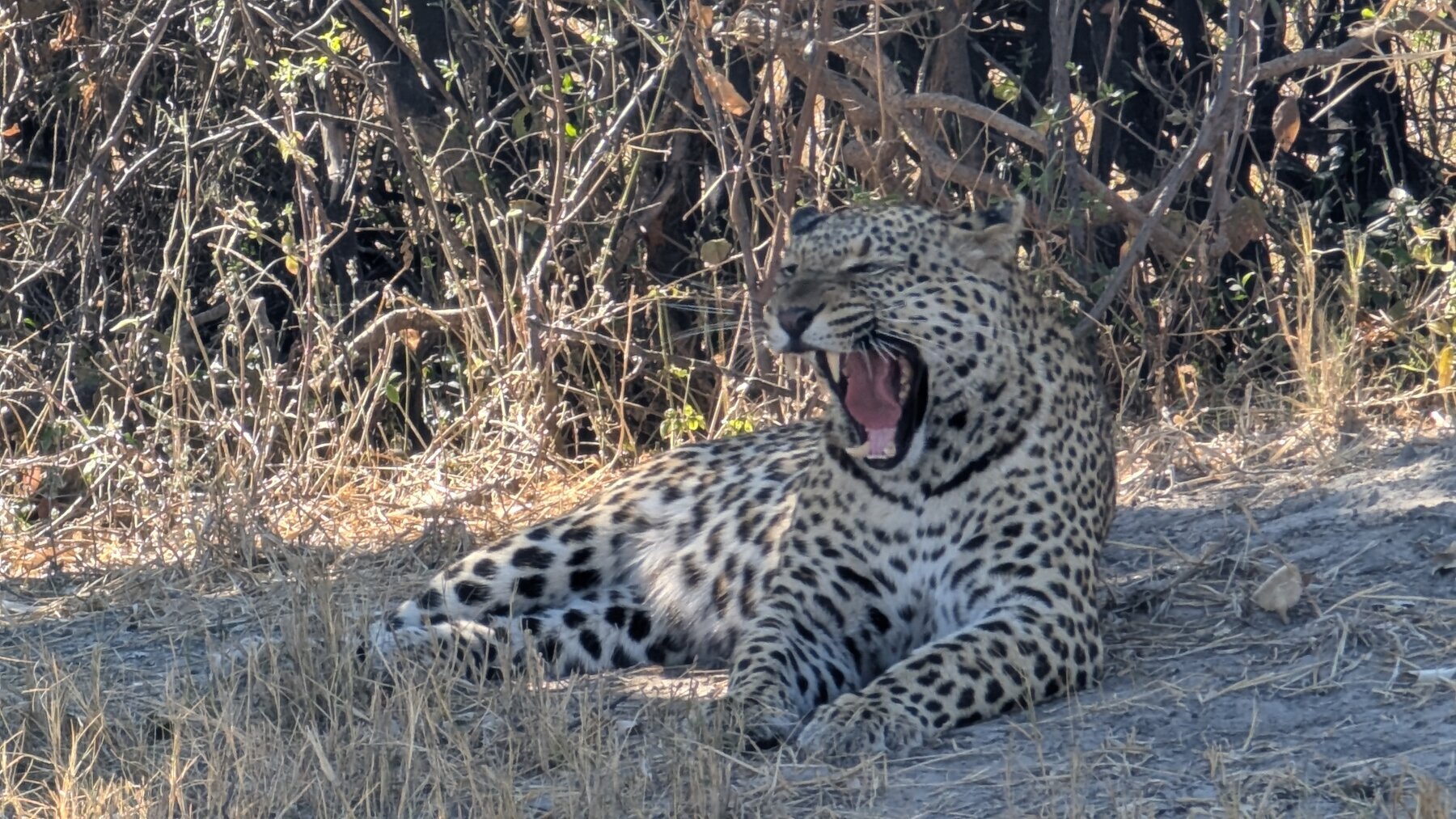 Incredible leopard sighting