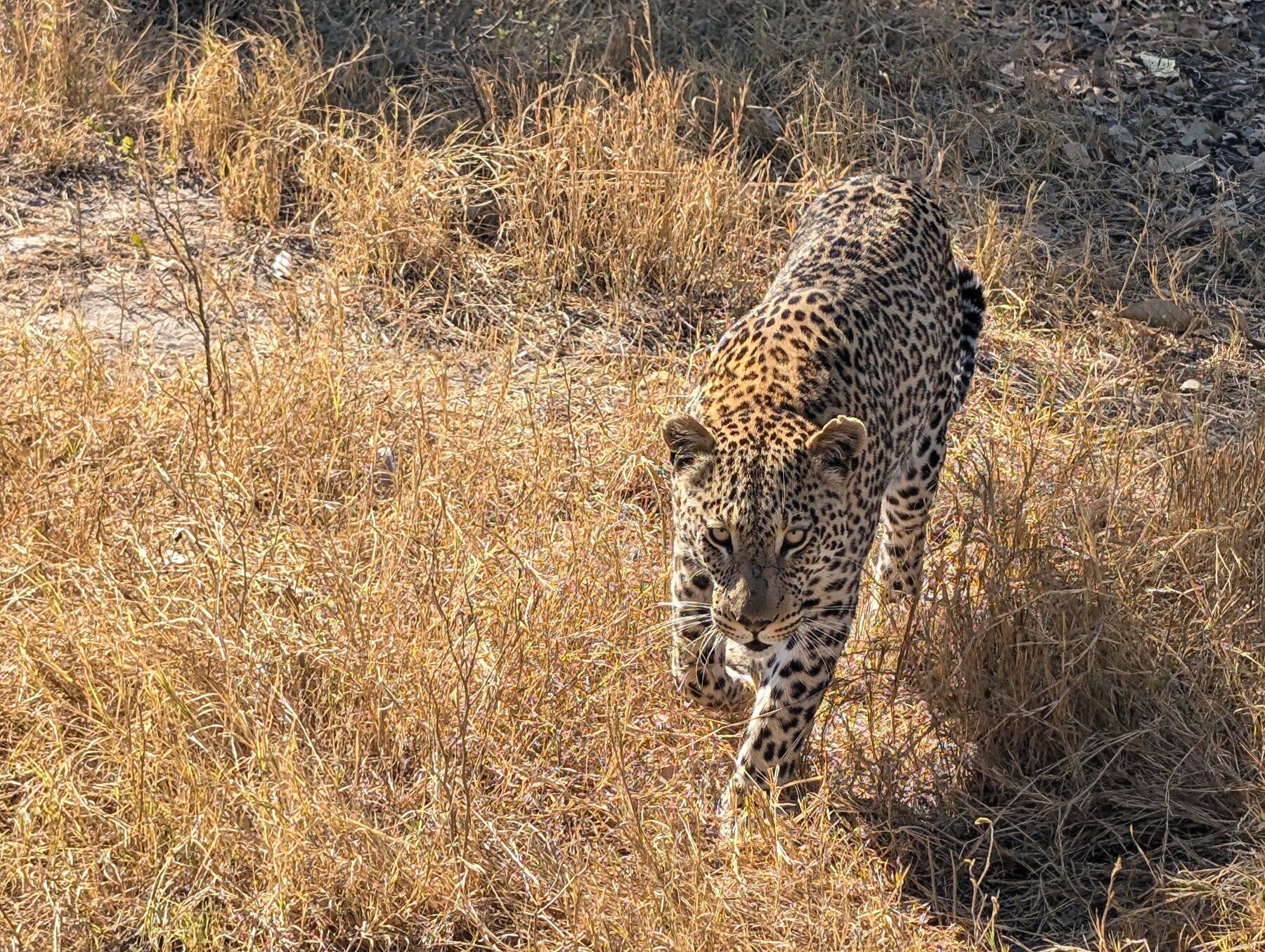 Second leopard sighting -- this young male walked right up to Tiffany's side of the truck.