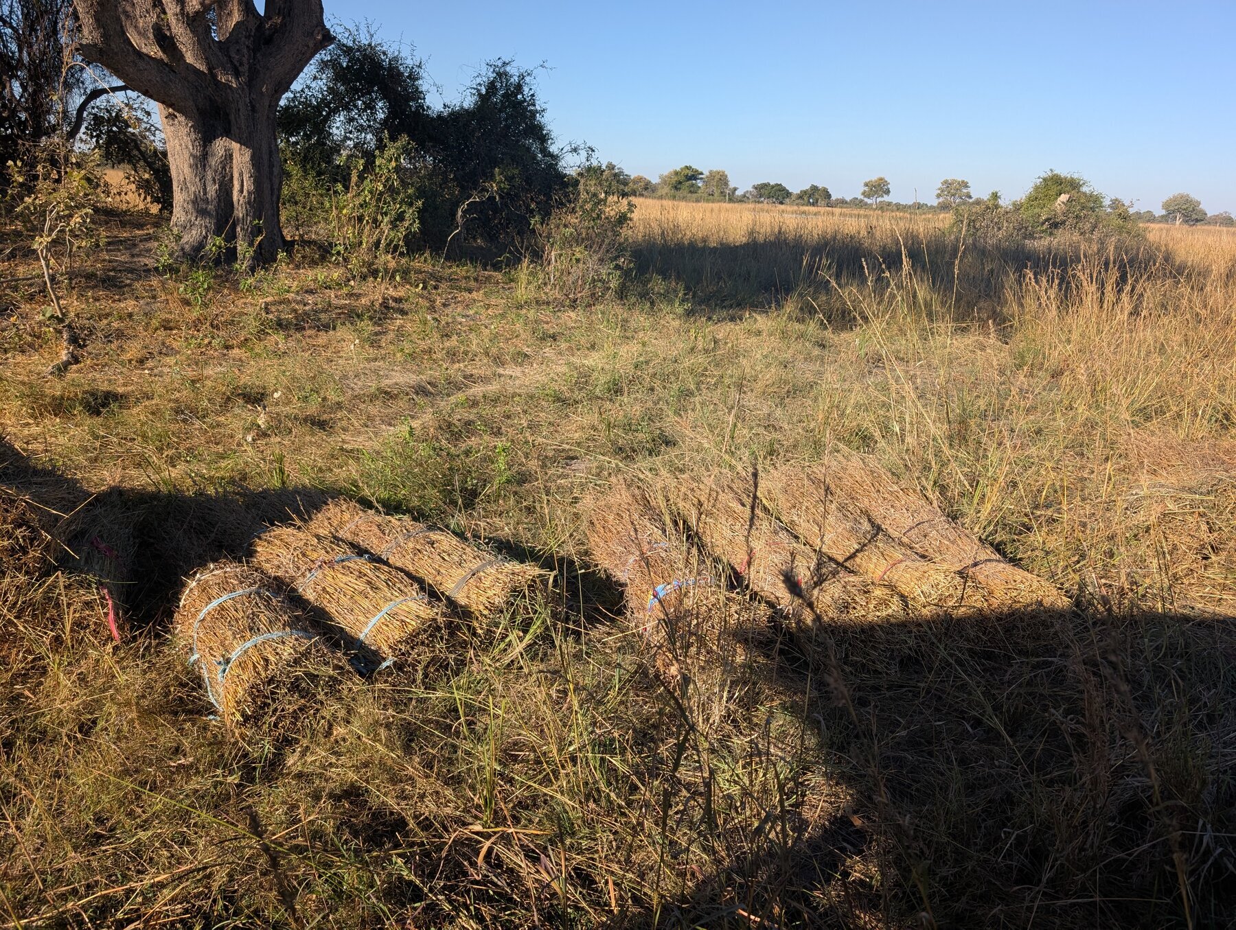 Local villagers have been gathering grass for generations.