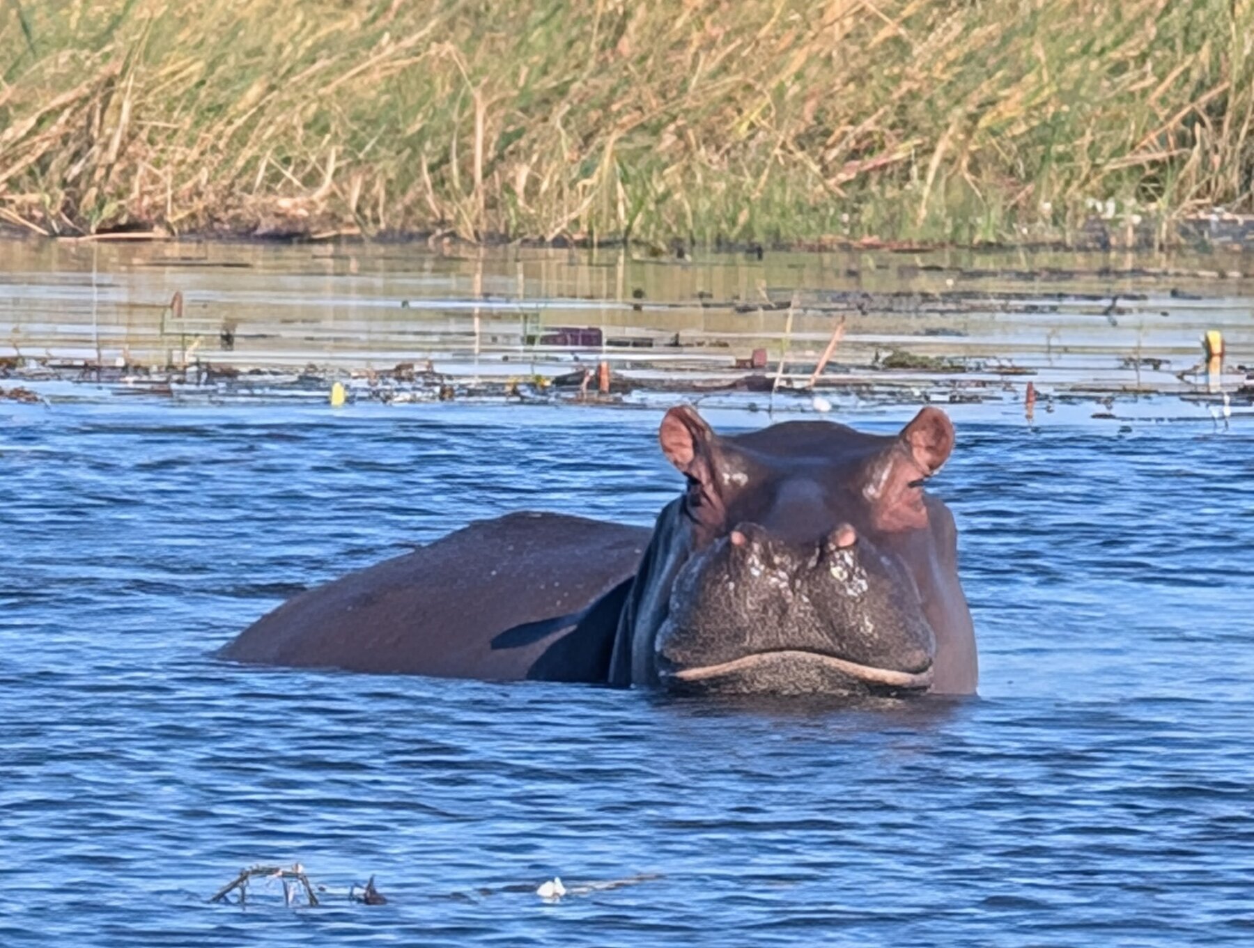 We did a multi-hour boat trip through the delta -- dozens of hippos, sometimes surrounding us.