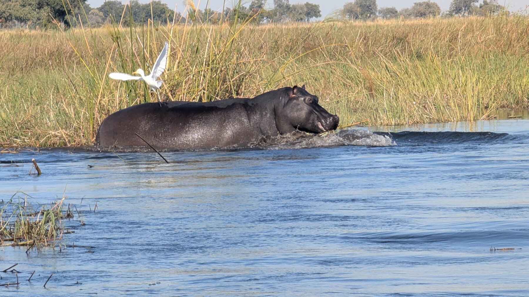 This hippo got skittish when our boat went by, and abruptly crashed into the water a bit closer than we wanted.