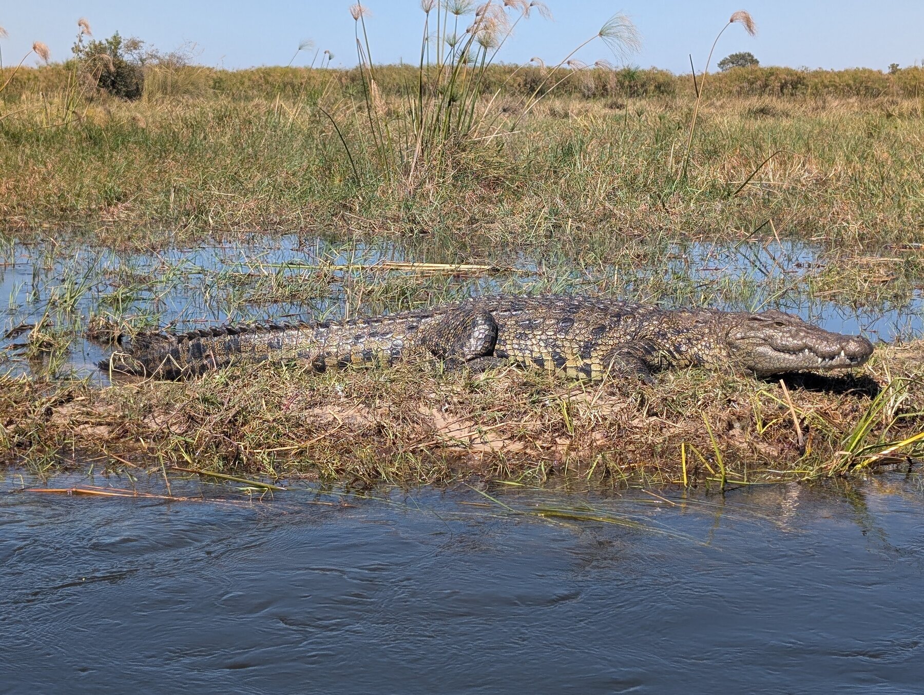 We saw quite a few crocodiles along the various waterways, this one was roughly 15 feet long. Usually we had 2-4 seconds before they disappeared into the water.
