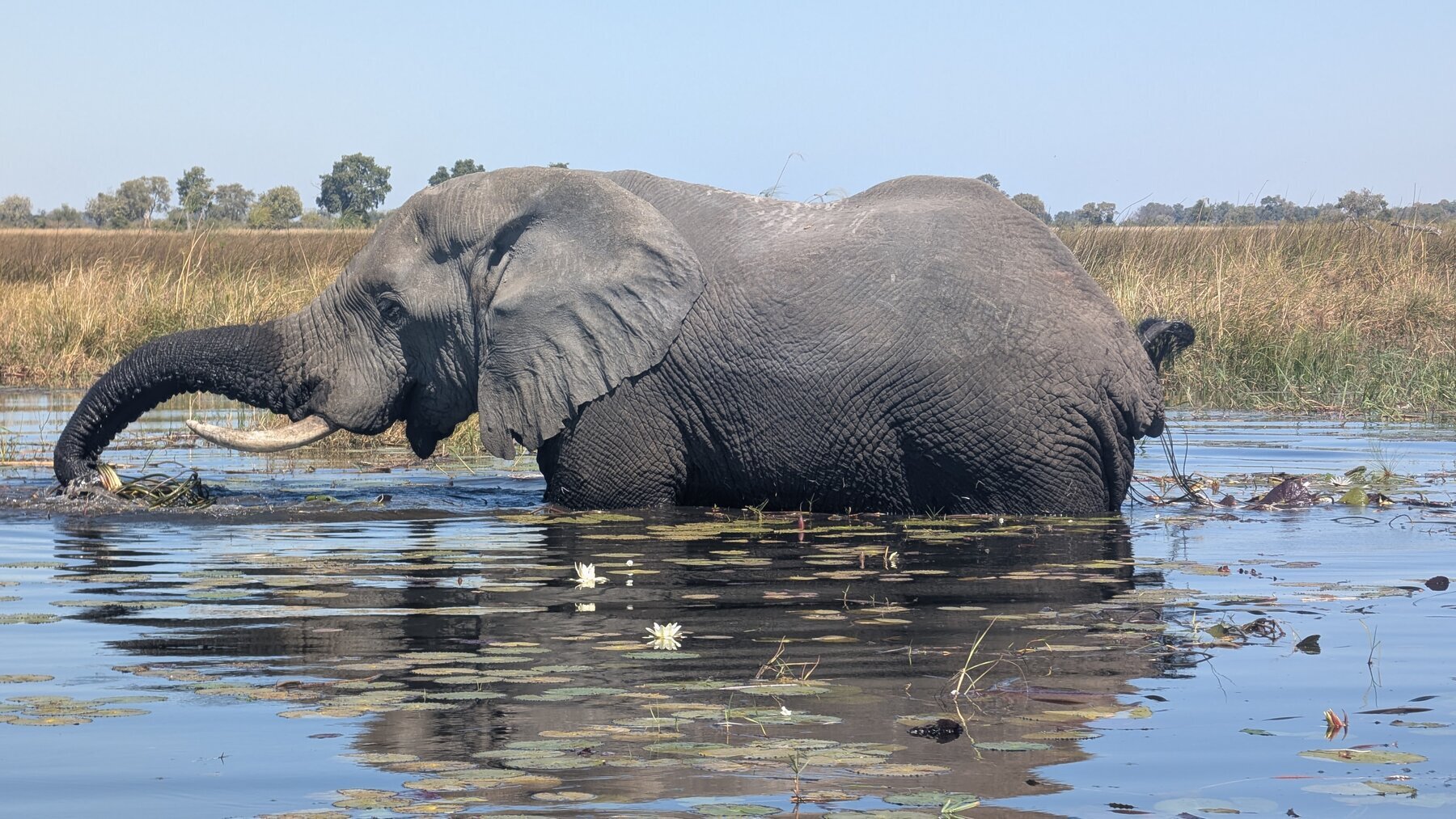 Elephants shoulders-deep in the water, feeding on the tender greens found in Okavango wetlands.