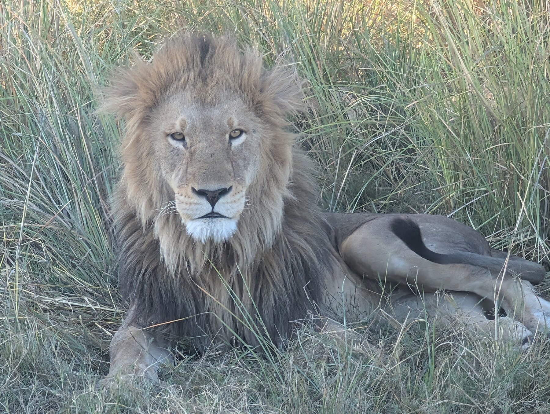 Finally, a male lion.