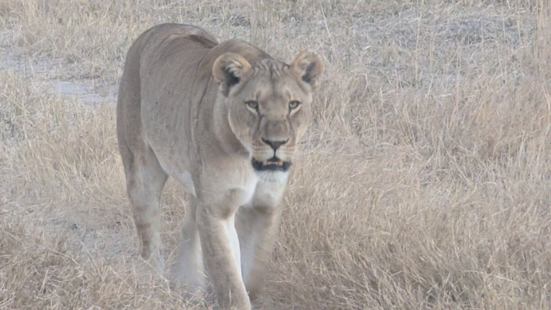 Our last evening we got one final treat.