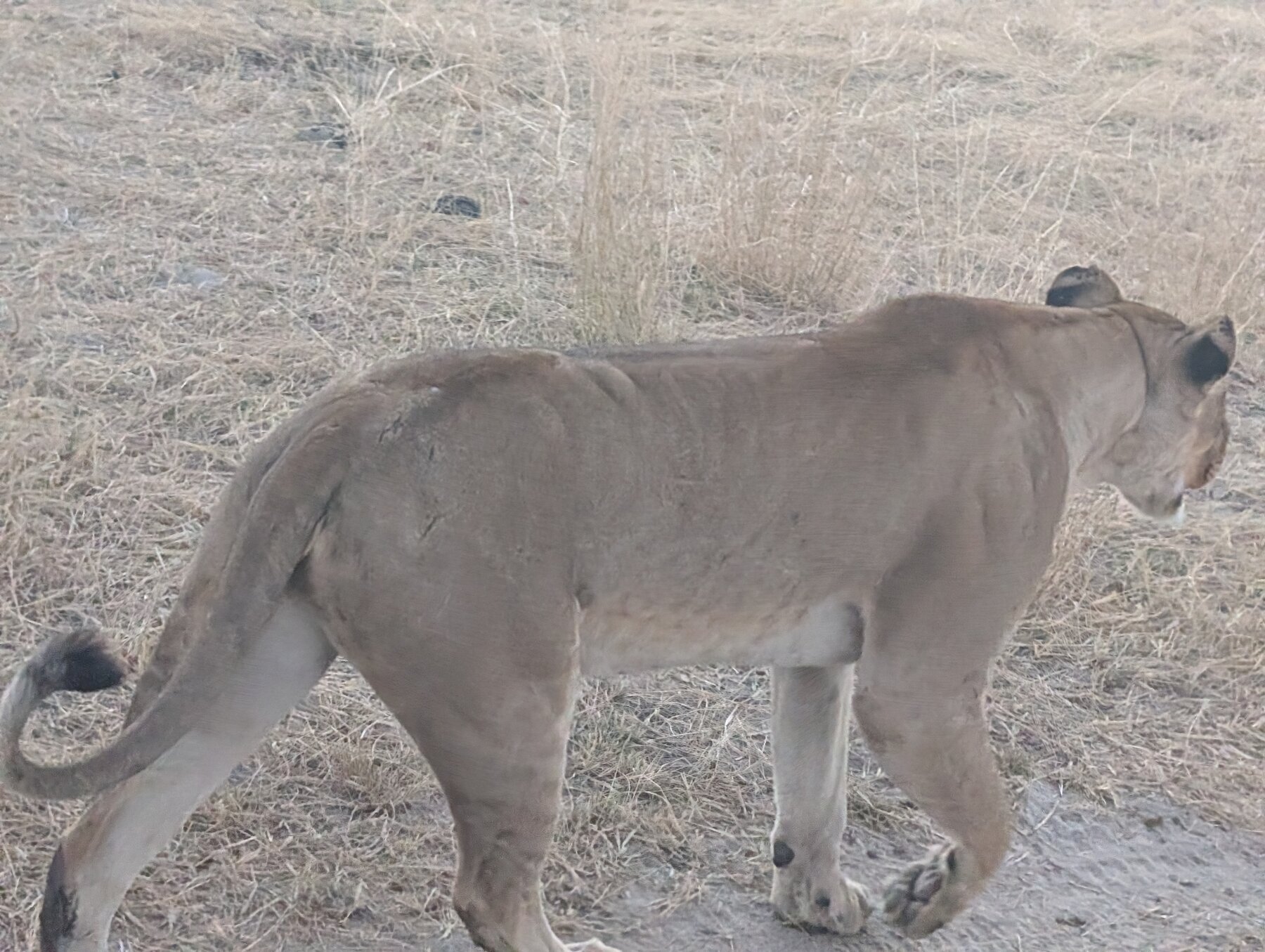 She walked *right* by our truck.