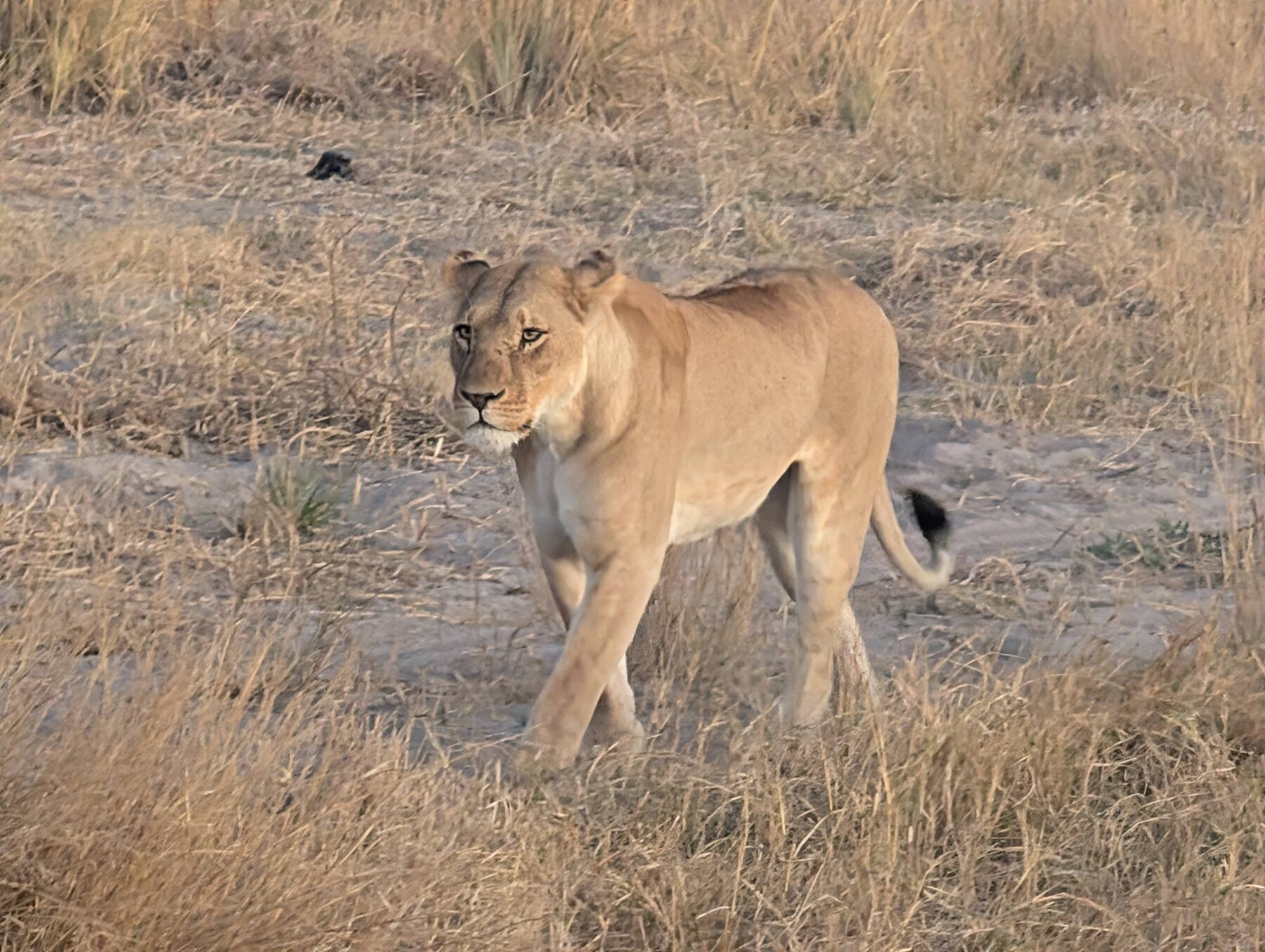 One of several sightings of a lioness, this one on our final game drive. A beautiful goodbye to the trip.