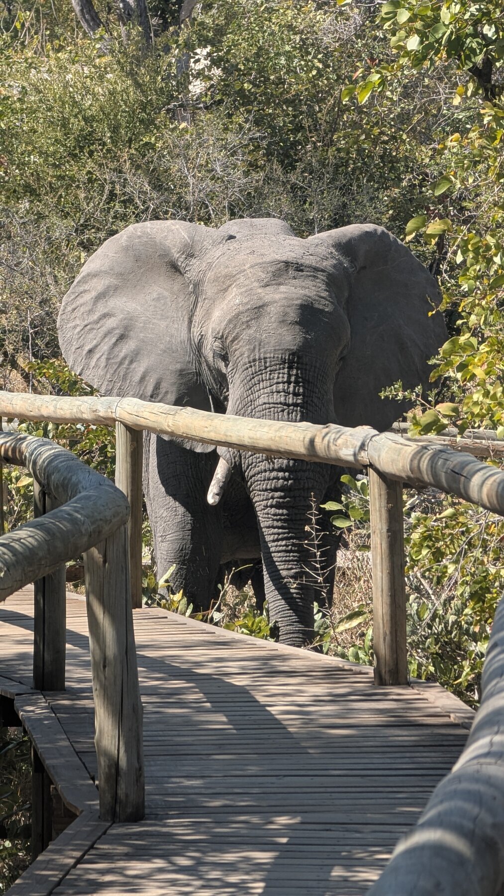 Elephant visitor at Sable Alley. This is from the front door of our tent -- we were delayed in our return to lunch.
