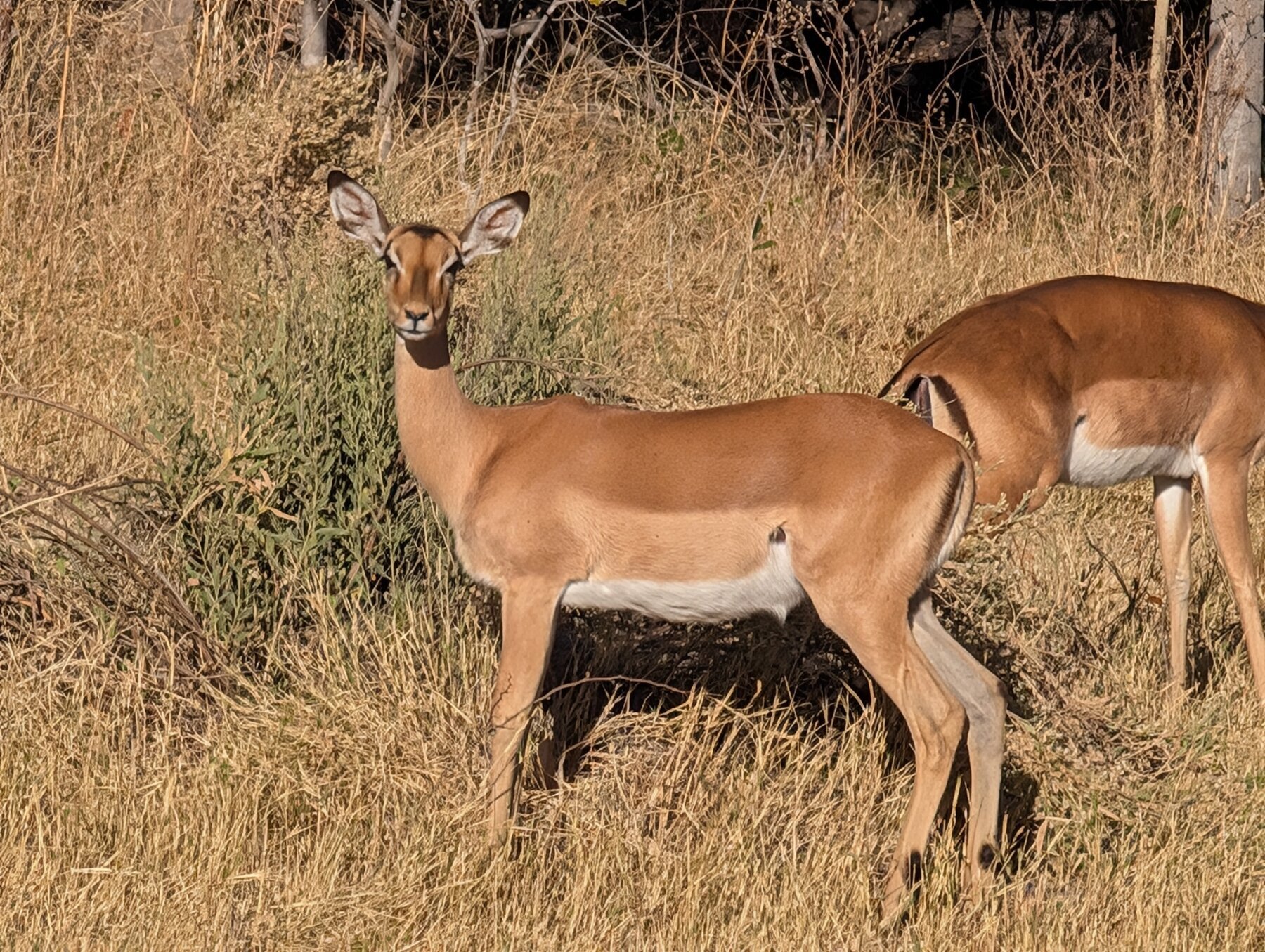 All 3 guides across 2 countries called Impala "McDonalds" -- you see them everywhere. But they're not unattractive antelope.