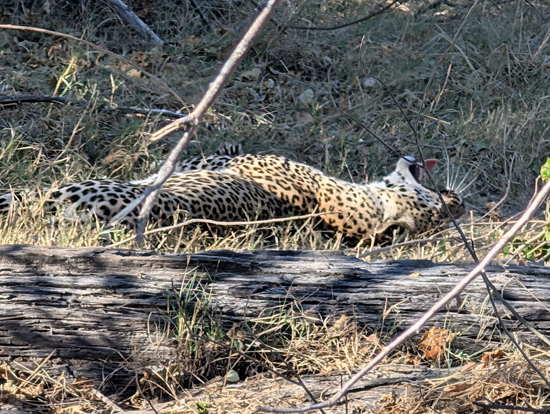 This was our first view of the Sable Alley leopard sighting, which lasted a good 40 minutes overall.