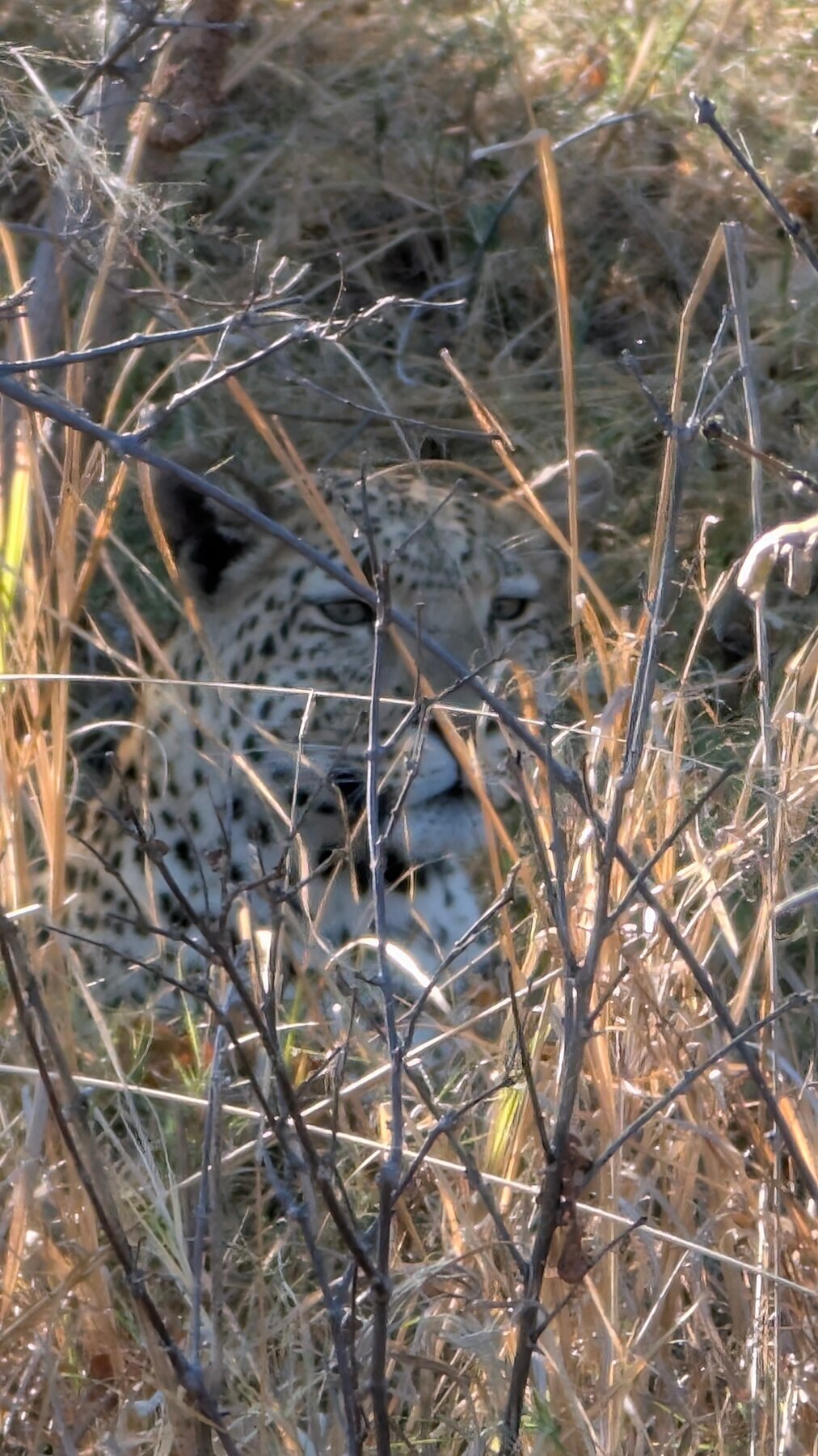 Beautiful to see the camouflage at work.