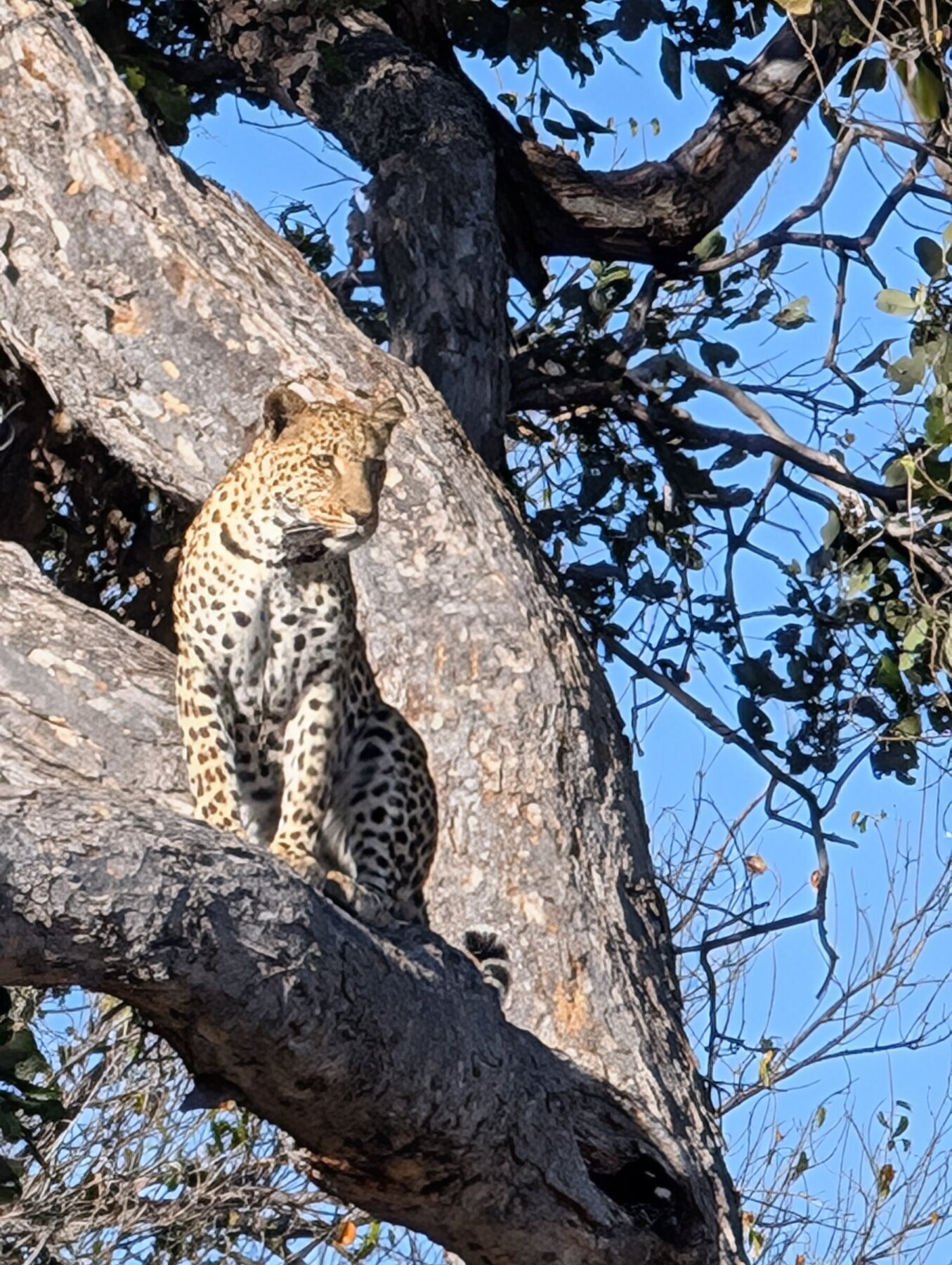 Young male leopard looking for breakfast.