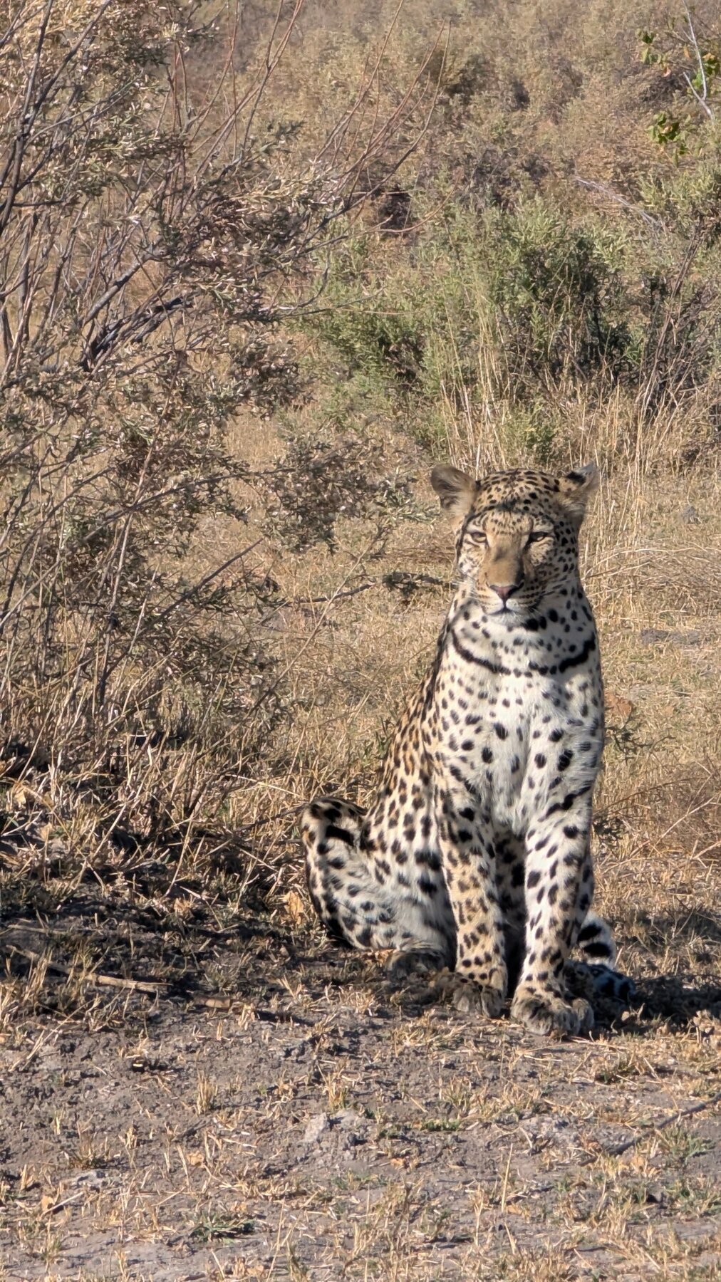 The black collar in his markings was remarkable. Note just how muscular those front legs are.