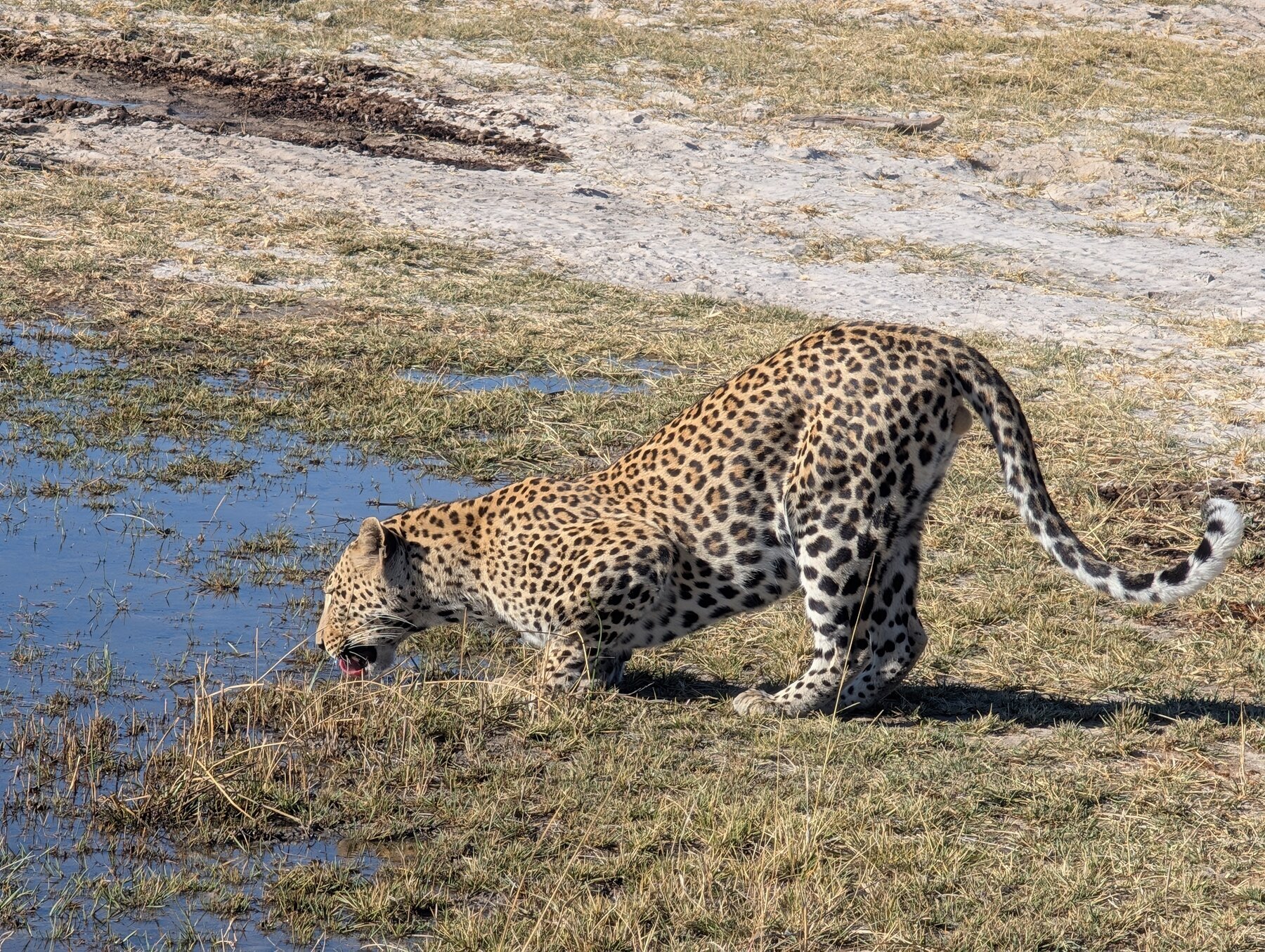 Leopard drinking