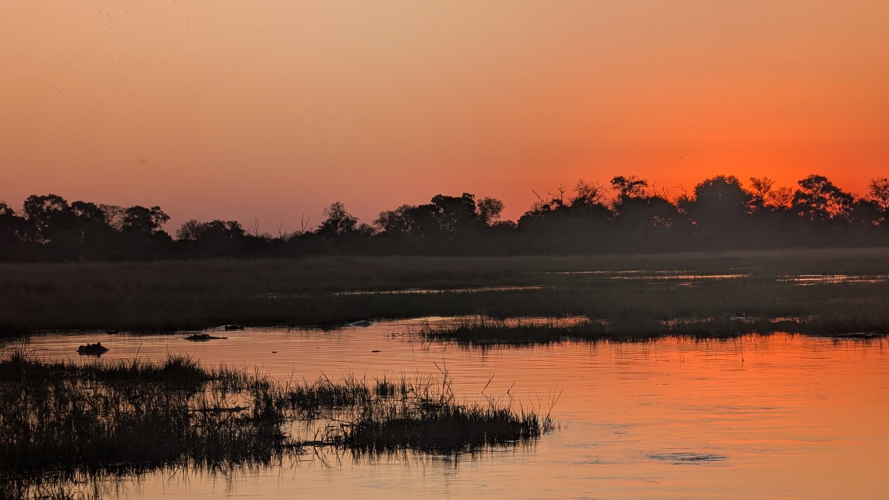 The profile of the trees against the near-equatorial sun was something else. Tail end of a river trip on the Khwai River. Note hippos in the foreground to the left.