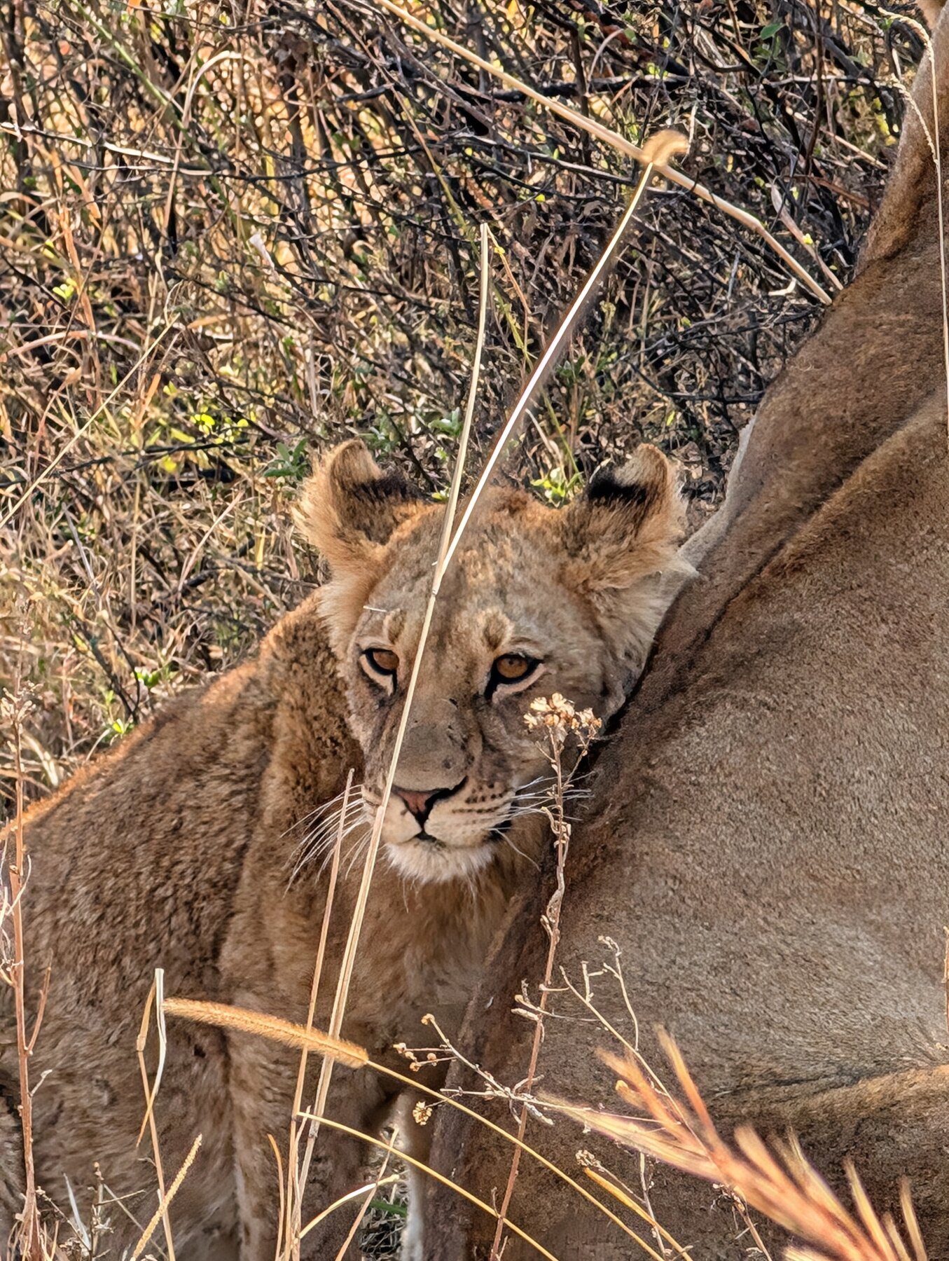 One of three lion cub sightings overall, this one at Sable Alley.
