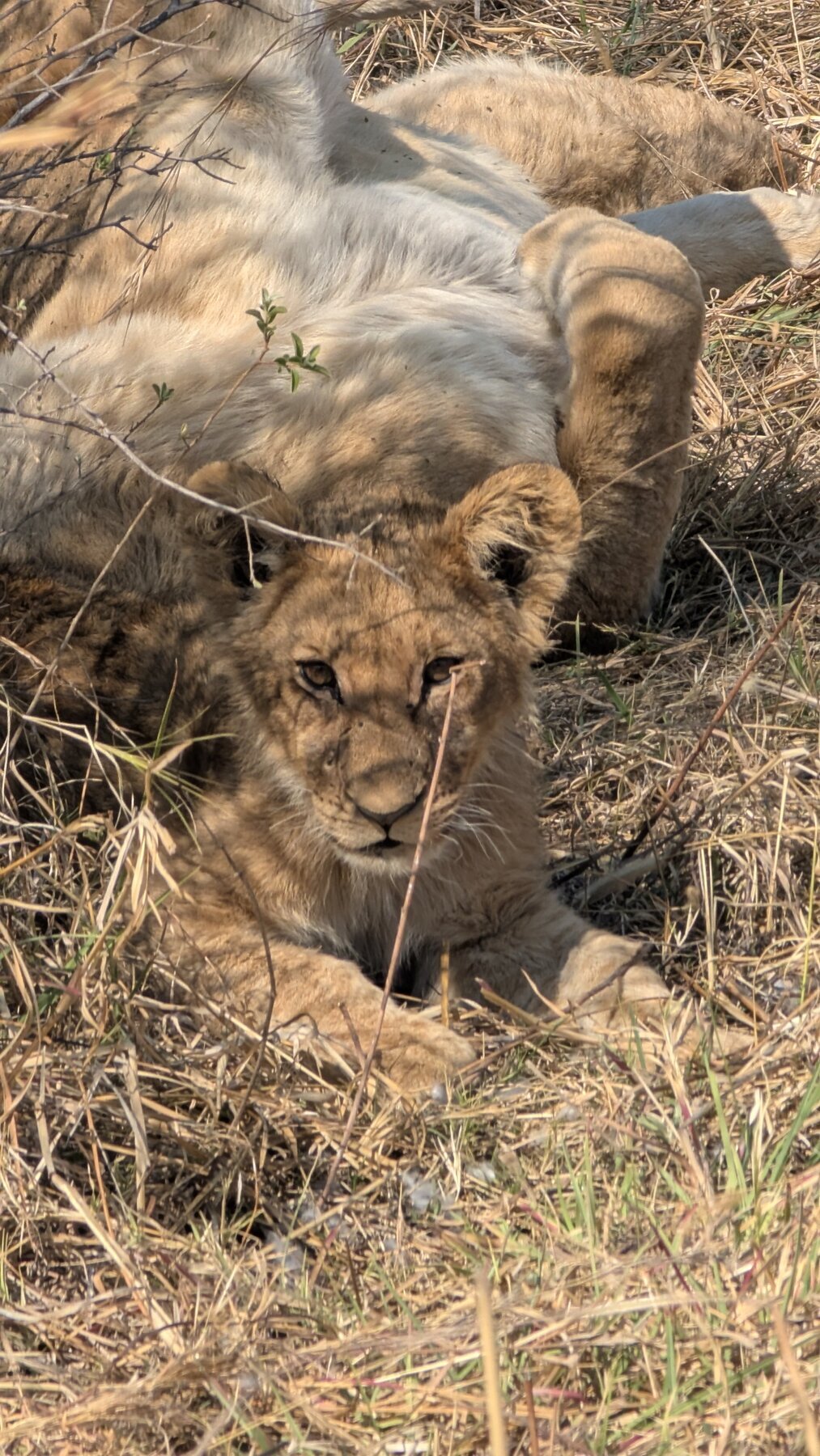 Lion cub at Sable Alley