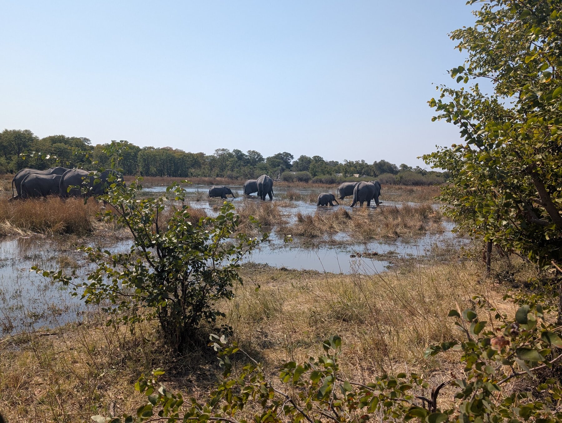 We were literally in the middle of a herd of dozens of elephants on our last morning game drive. They were coming from the left towards the water on the right, and they just kept coming.