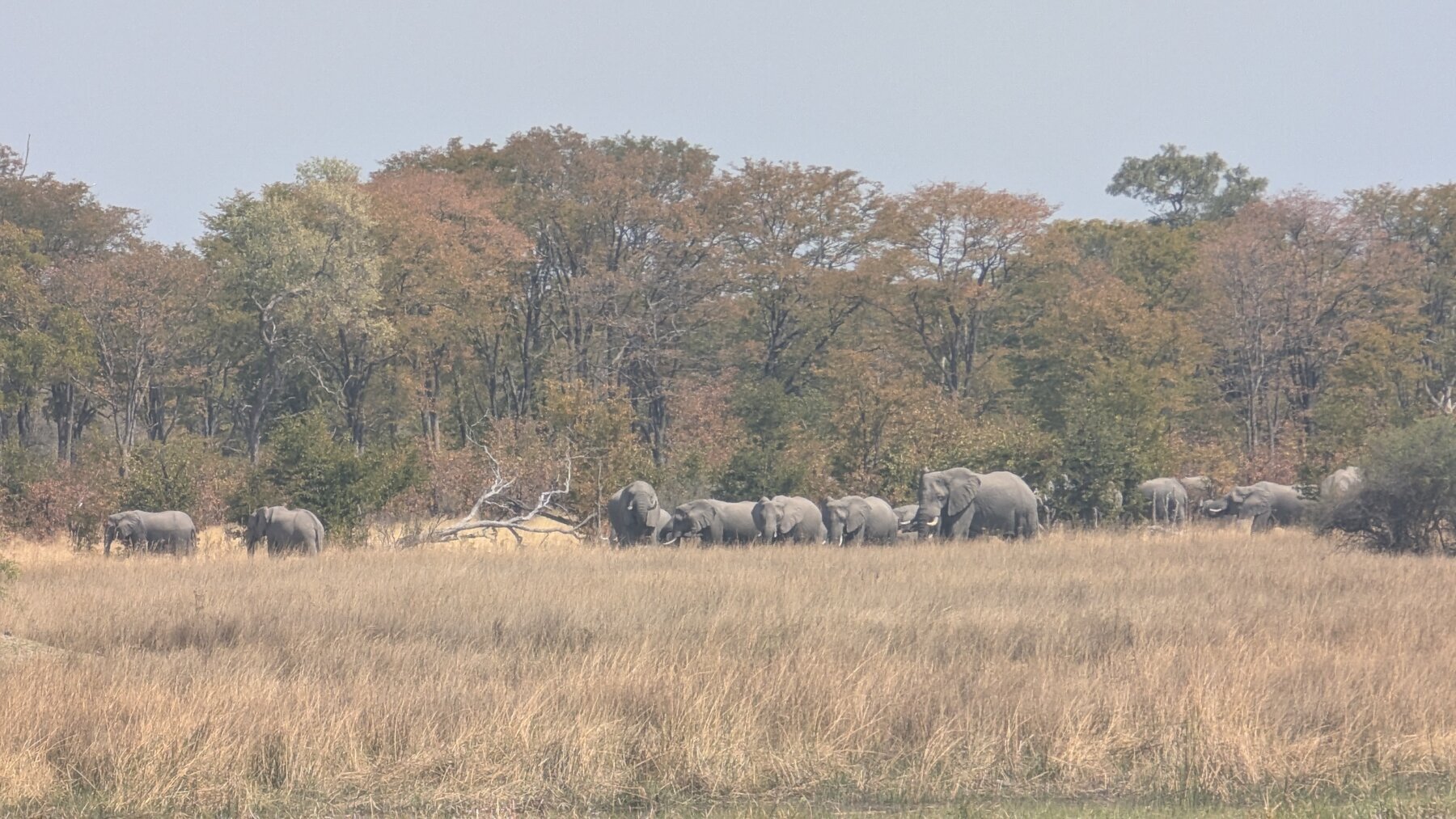 The same herd from camp -- everyone was envious that we had been right in the middle of it.