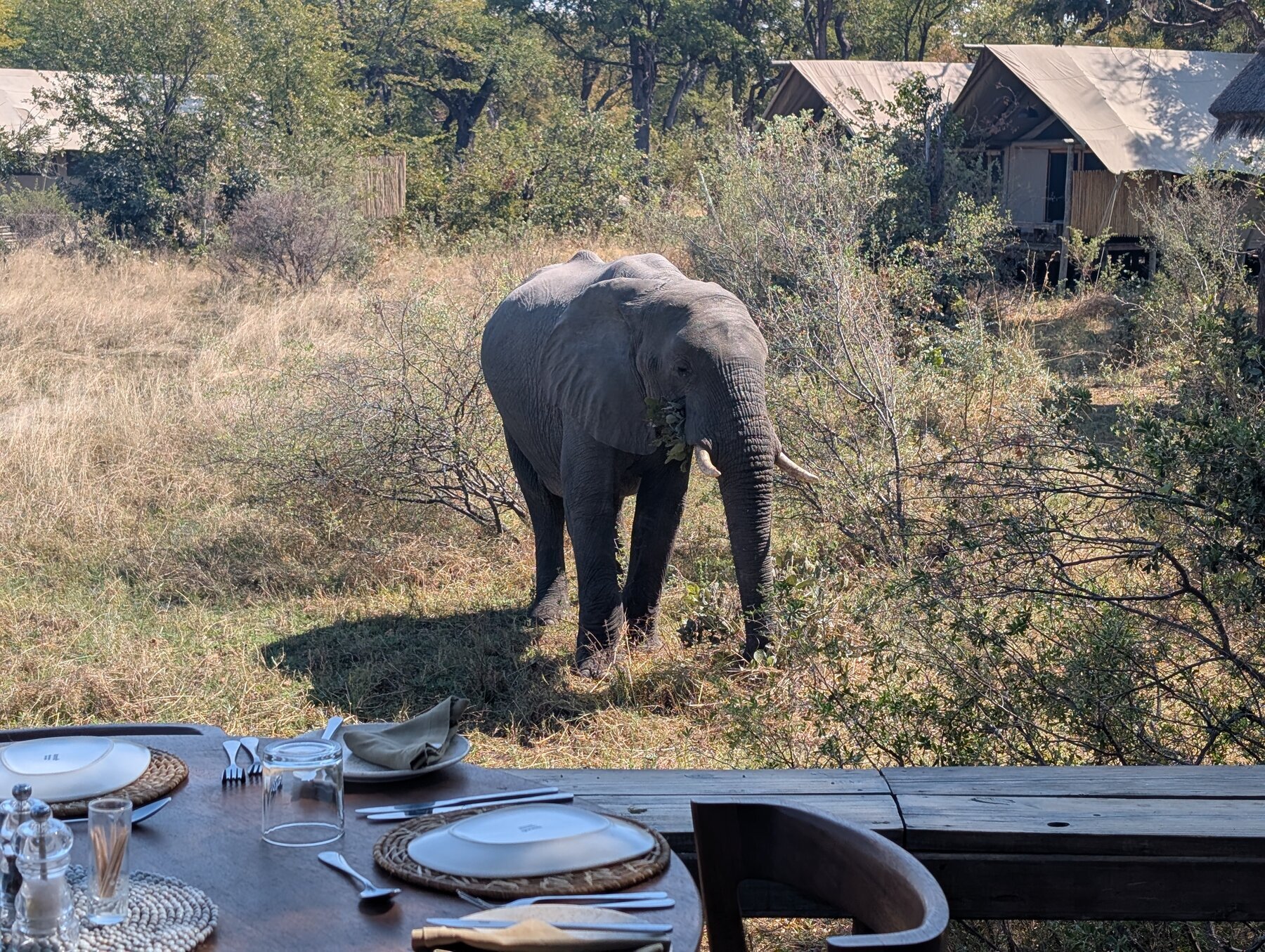At all three of our camps over 9 days in the bush, we had elephants right in camp. This one was behind a Sable Alley lunch table.