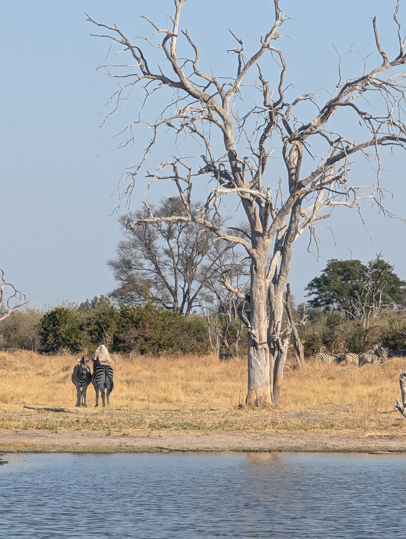 Notice two zebras nose-to-tail, keeping sentry duty