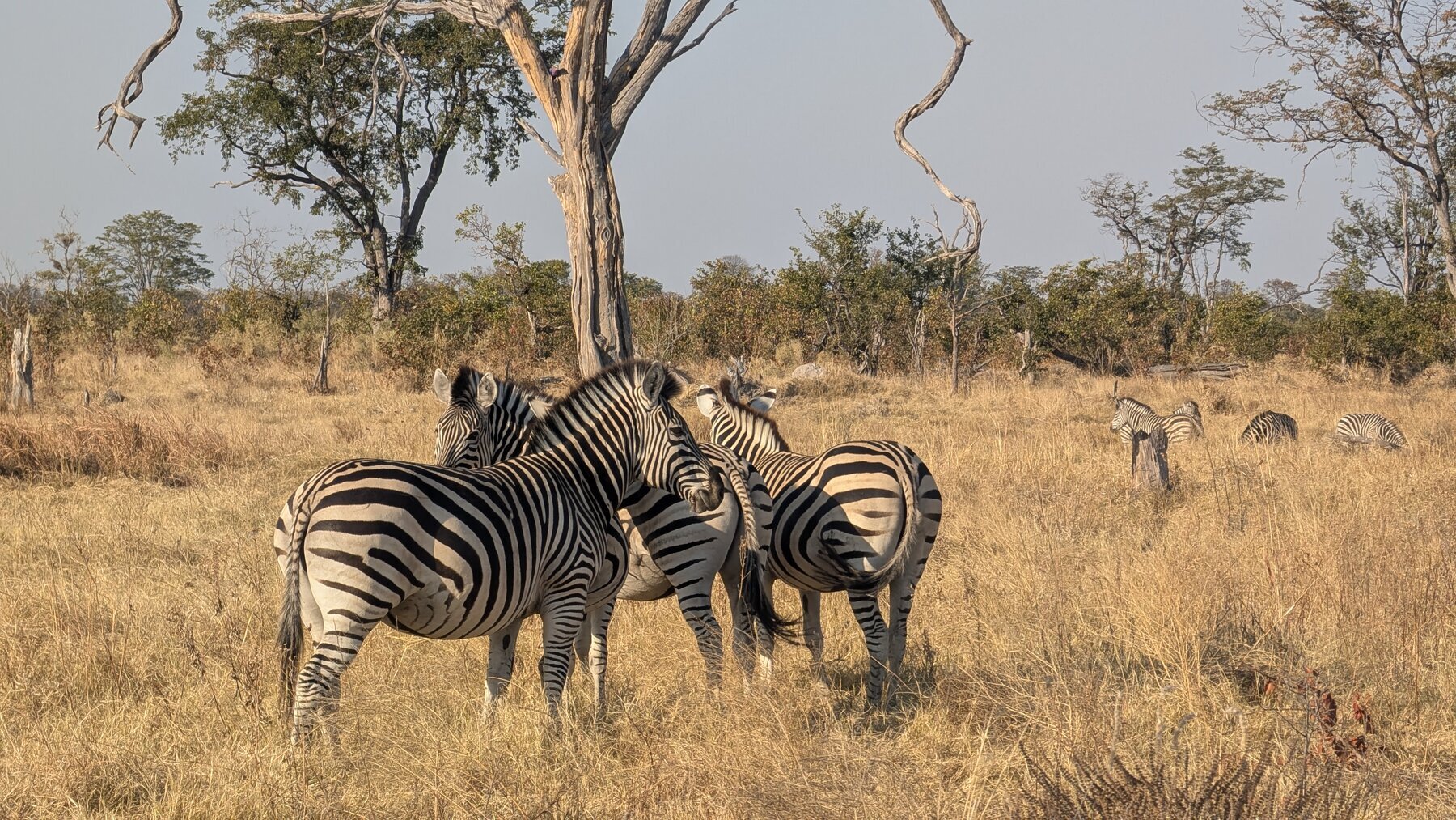 At our first Okavango camp we saw relatively few zebra until the last day.