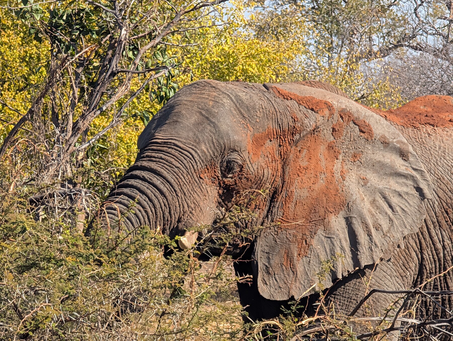 This elephant greeted us, 20 yards from the lobby of our Zimbabwe lodge, immediately as we arrived Saturday afternoon. A strong start.