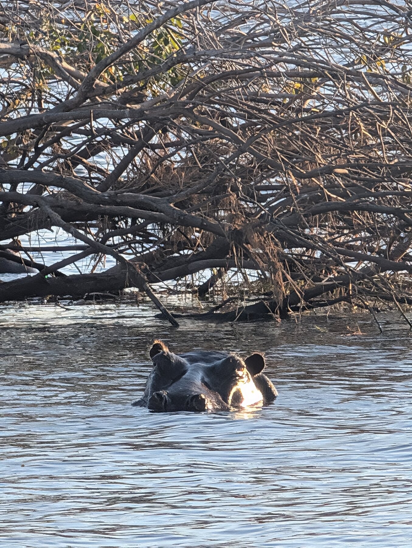 Our lodge was on the Zambezi river, and we did a sunset cruise just after arriving. This is a baby hippo learning to swim in the river. The father was nearby and gave an impressive bellow to let us know not to get closer.